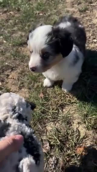 Welsh Corgi Pembroke dogs for sale: Welsh Corgi (Pembroke) 1 puppies - Video 1