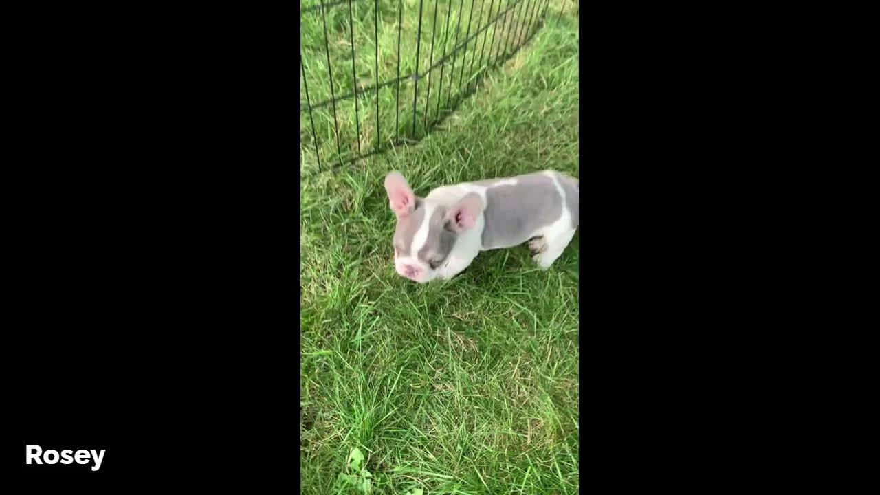 French Bulldog dogs for sale: French Bulldog 6 puppies - Video 2