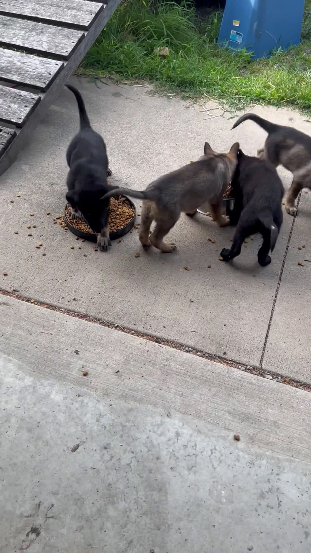 German Shepherd dogs for sale: German Shepherd 3 puppies - Video 1