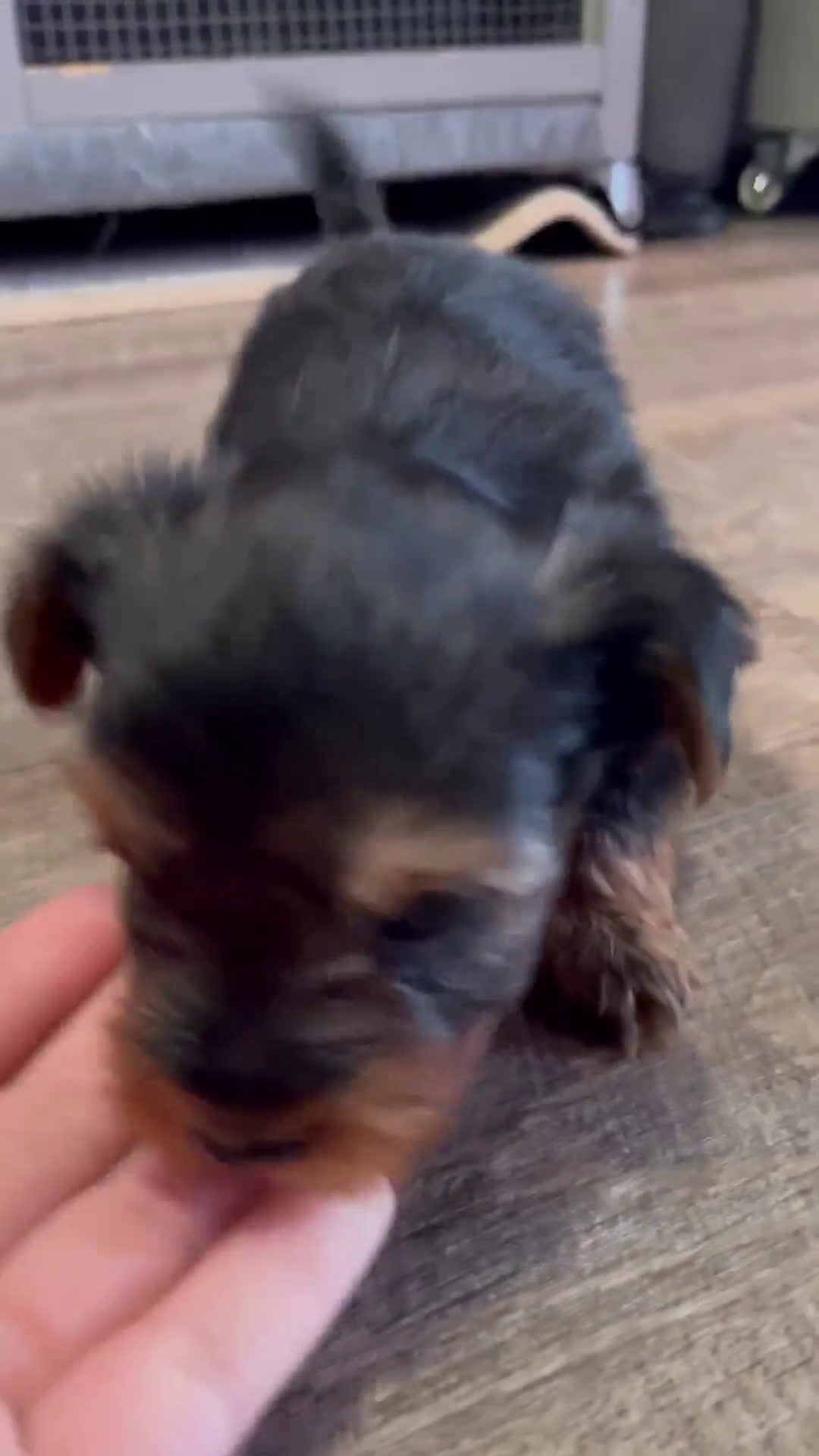 Yorkshire Terrier dogs for sale: Yorkshire Terrier 3 puppies - Video 1