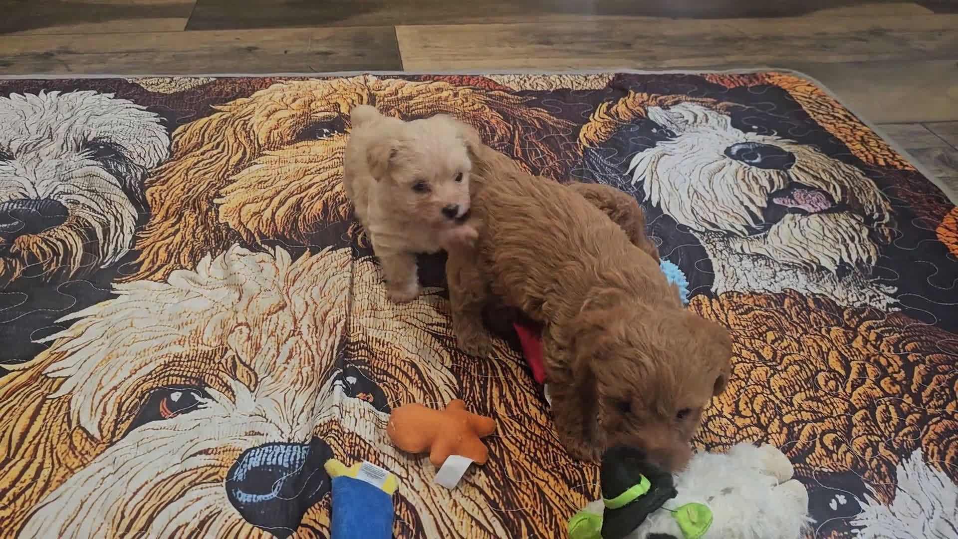 Yorkiepoo dogs for sale: Yorkiepoo 3 puppies - Video 1