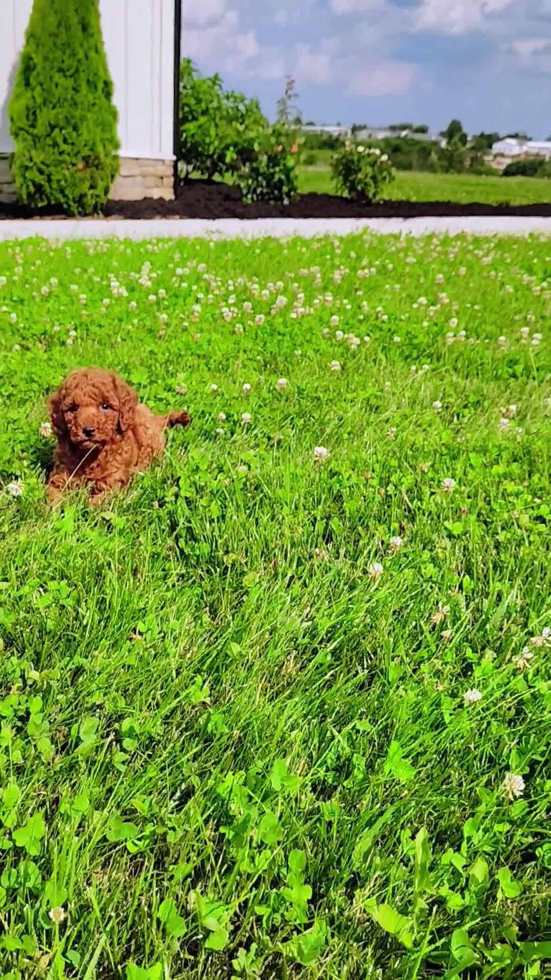  dogs for sale: Mini Goldendoodle 7 puppies - Video 3