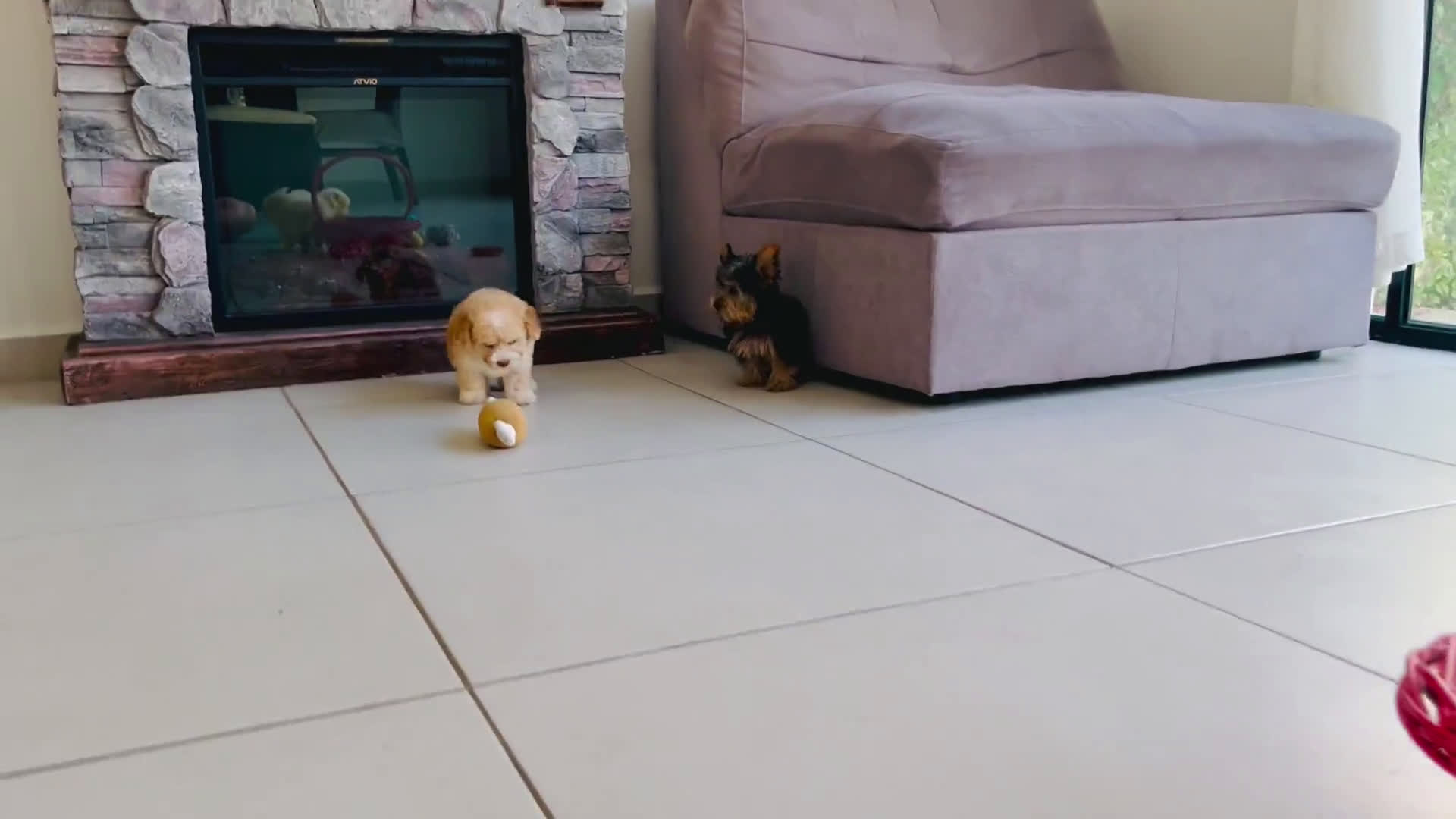 Toy Poodle dogs for sale: Toy Poodle 1 puppies - Video 1