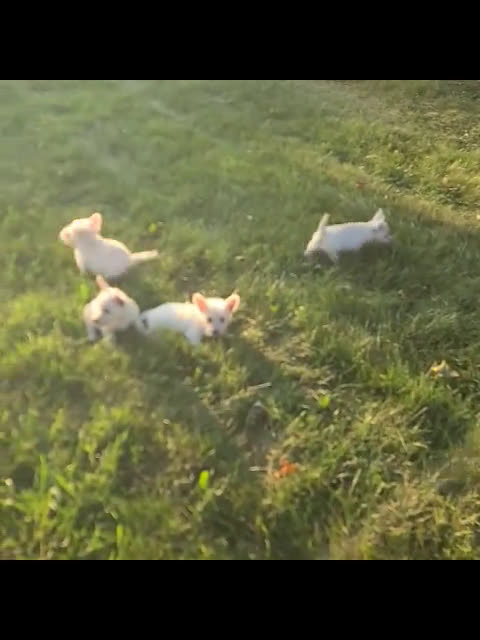 West Highland Terrier dogs for sale: West Highland White Terrier 4 puppies - Video 1
