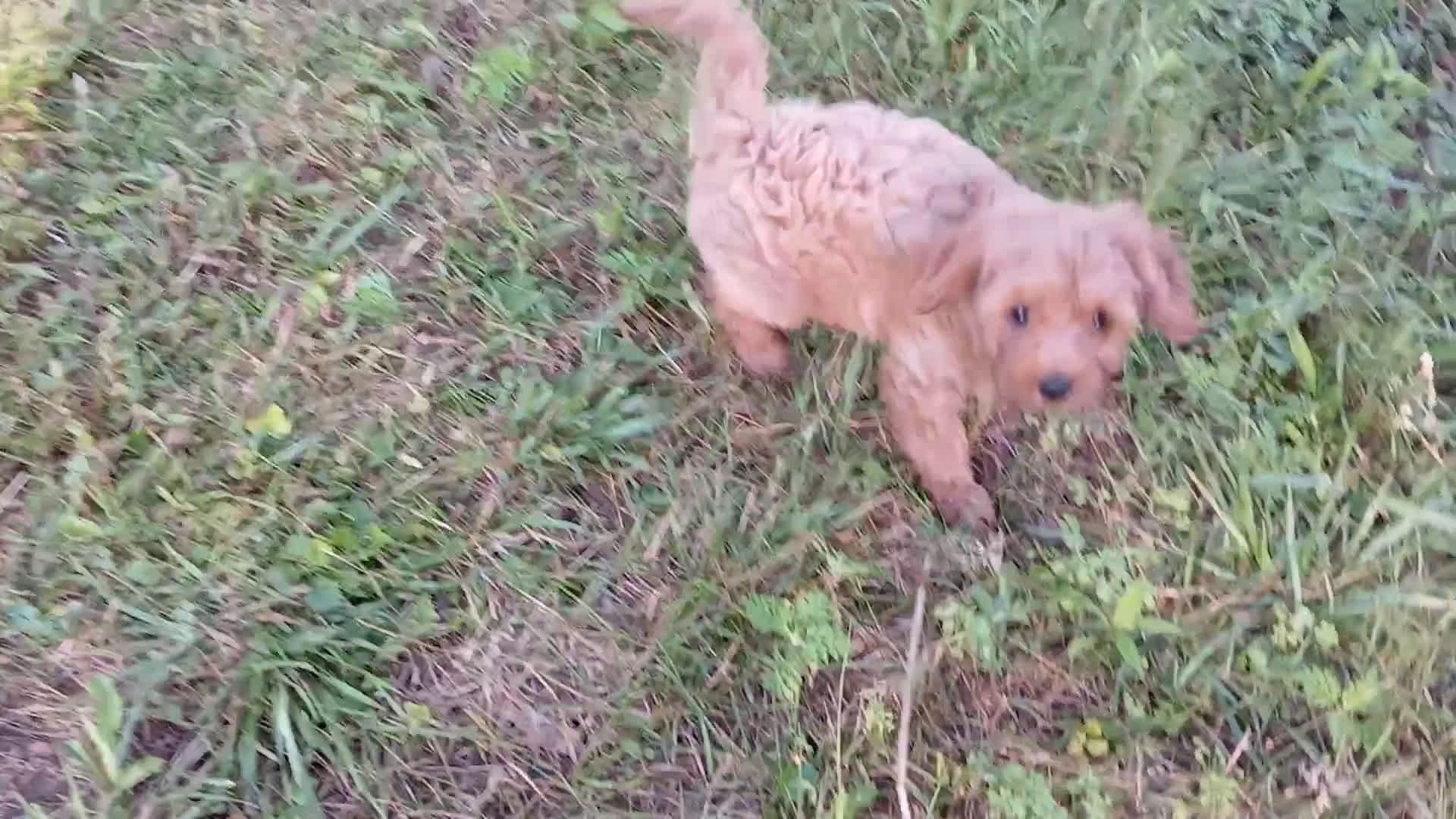 Cavapoo dogs for sale: Cavapoo 5 puppies - Video 7