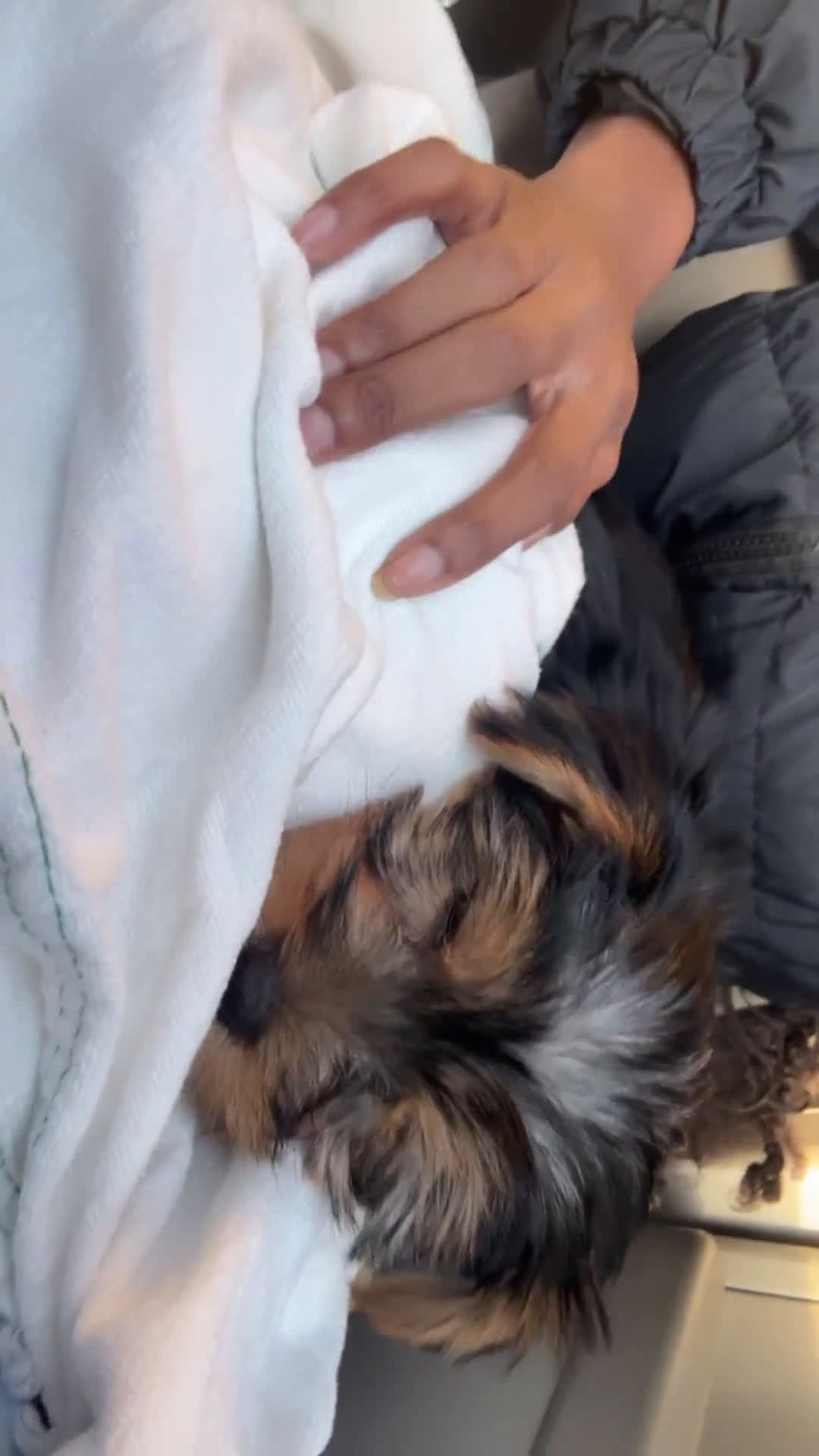 Yorkshire Terrier dogs for sale: Yorkshire Terrier 1 puppies - Video 1