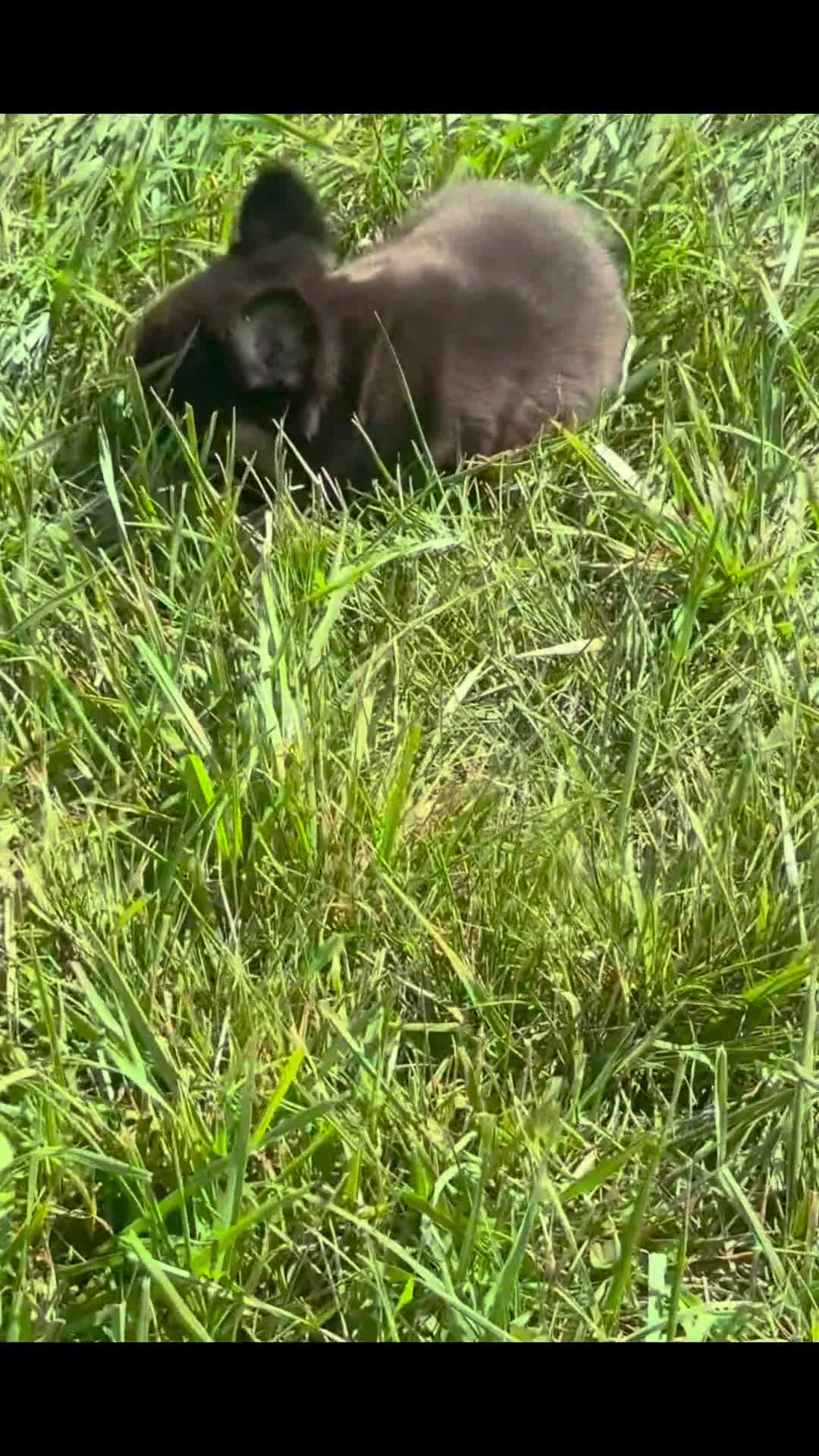 French Bulldog dogs for sale: French Bulldog 6 puppies - Video 1