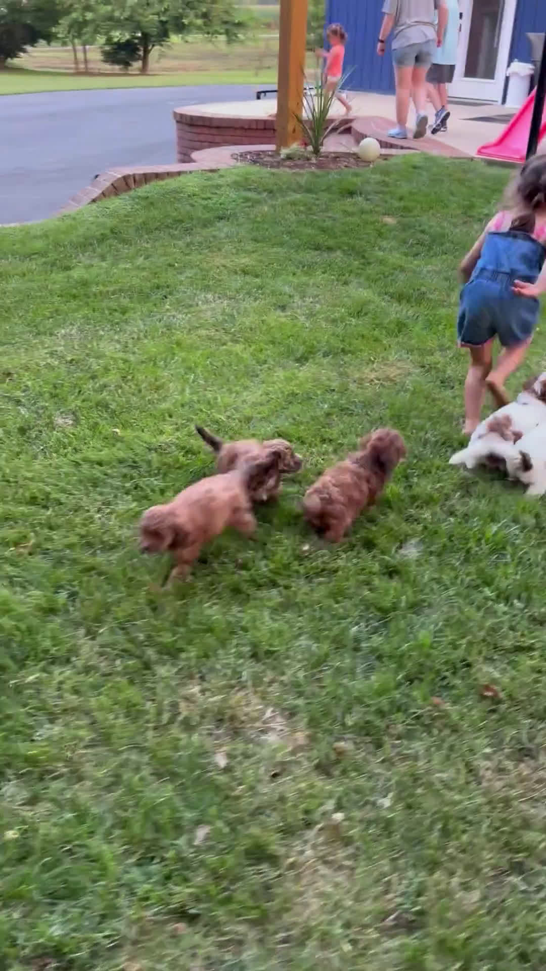 Mini Aussiedoodle dogs for sale: Mini Aussiedoodle 6 puppies - Video 1
