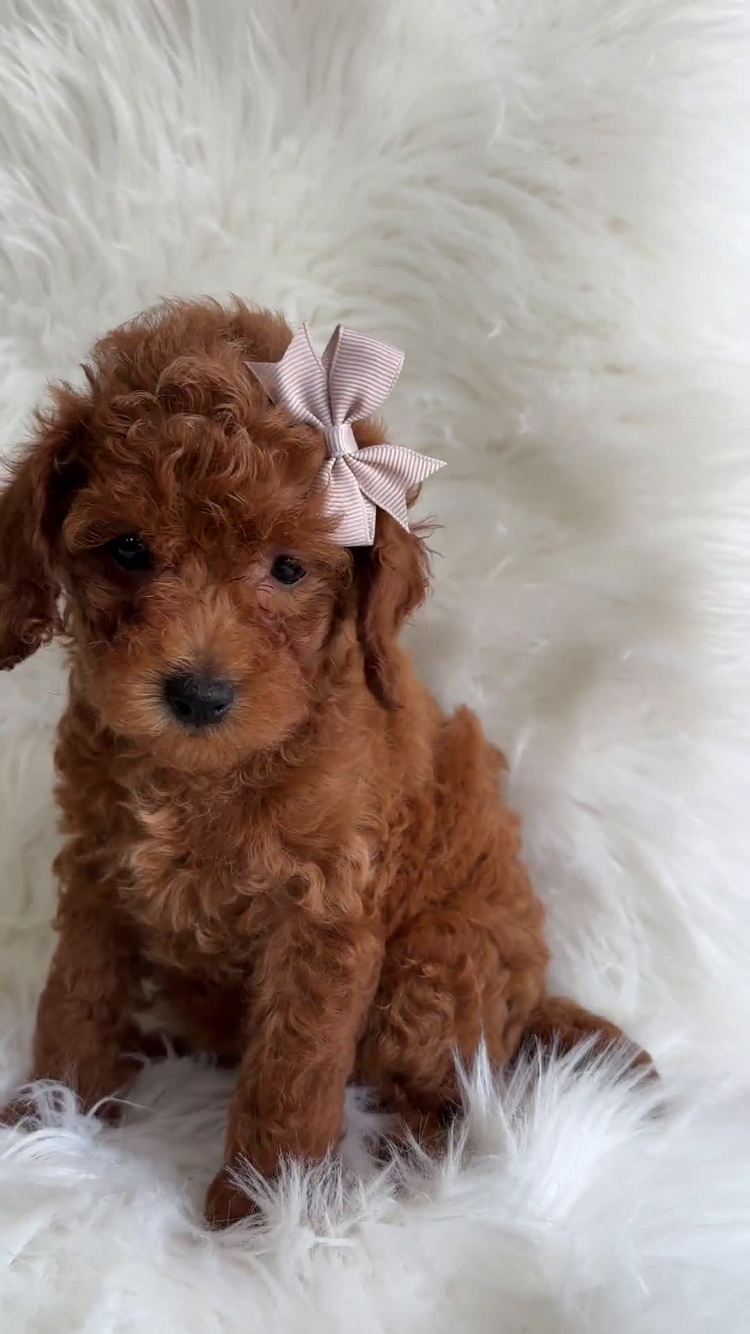 Cavapoo dogs for sale: Cavapoo 6 puppies - Video 3