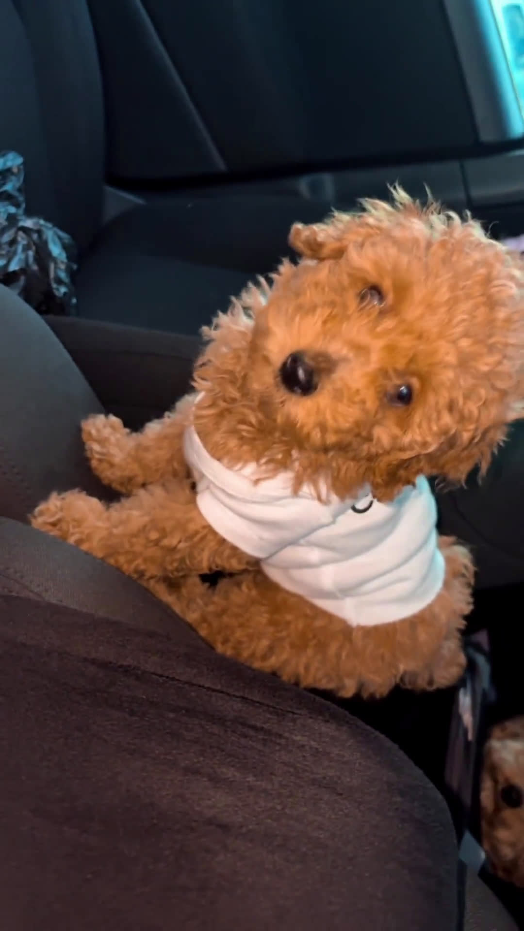 Toy Poodle dogs for sale: Toy Poodle 1 puppies - Video 2