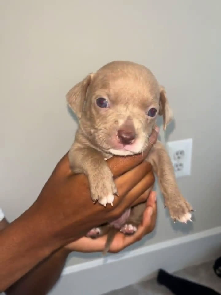 American Pit Bull Terrier dogs for sale: American Pit Bull Terrier 7 puppies - Video 5
