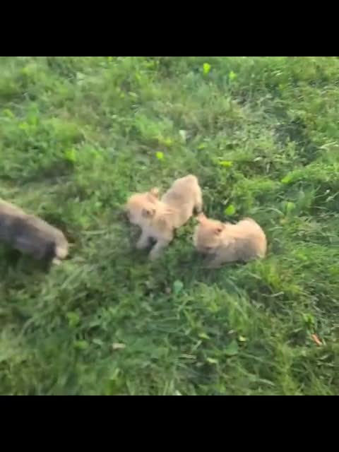 Cairn Terrier dogs for sale: Cairn Terrier 3 puppies - Video 1