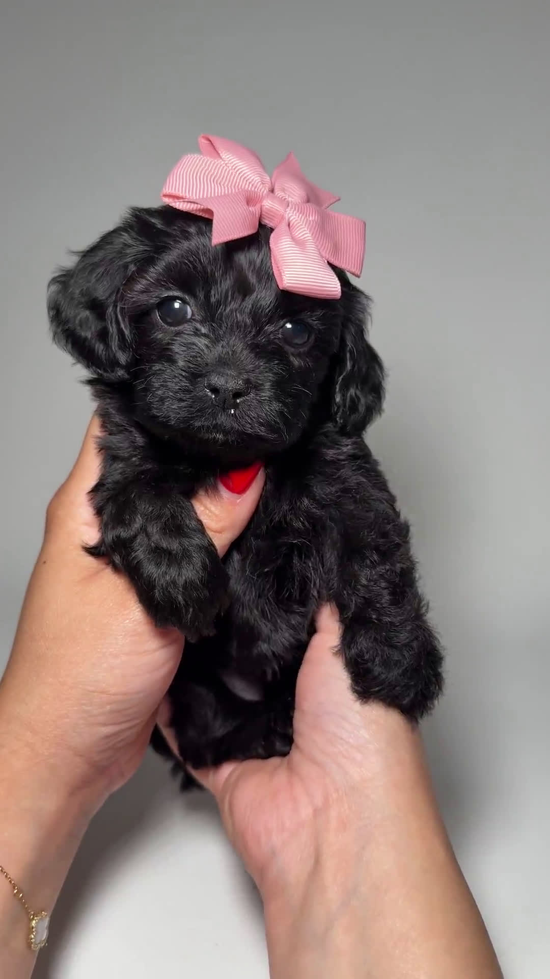 Toy Poodle dogs for sale: Toy Poodle 5 puppies - Video 3