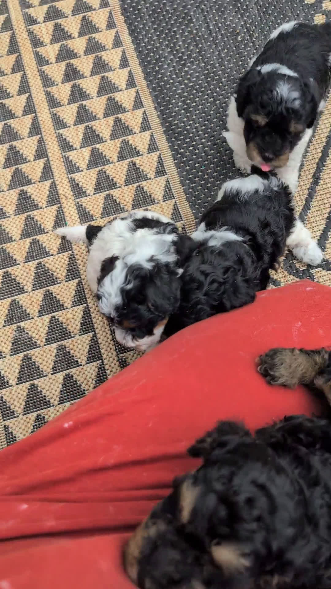 Miniature Poodle dogs for sale: Miniature Poodle 4 puppies - Video 1