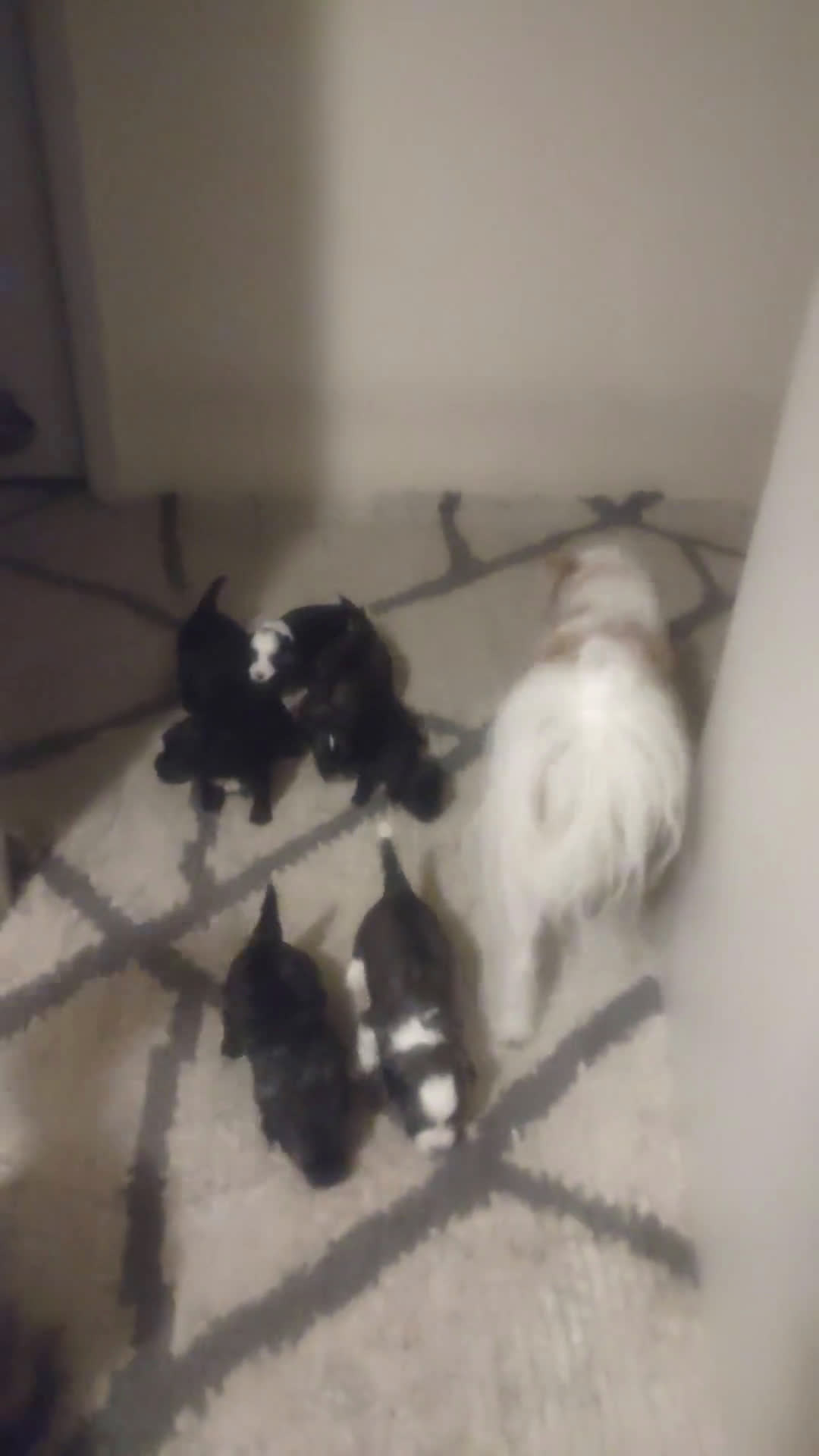 Shih Tzu dogs for sale: Shih Tzu 1 puppies - Video 2
