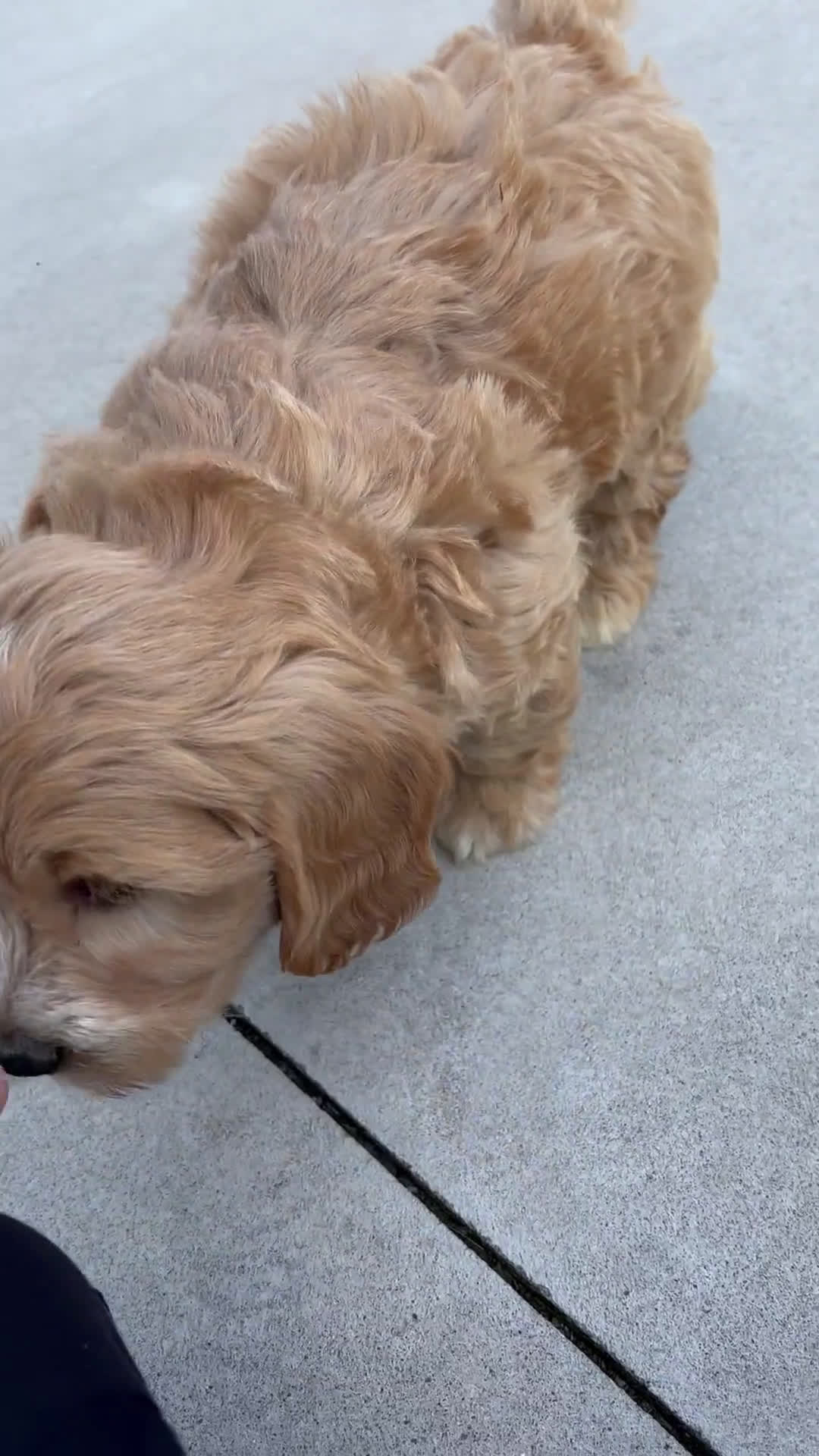  dogs for sale: Mini Goldendoodle 7 puppies - Video 3