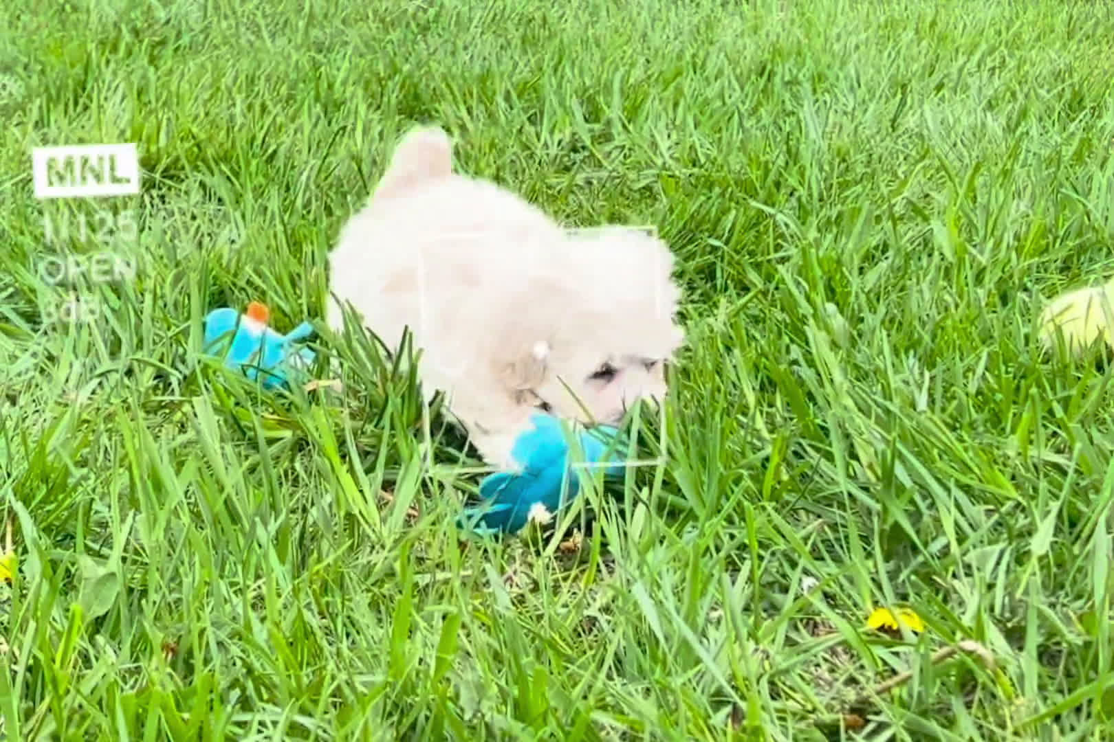 Maltipoo dogs for sale: Maltipoo 5 puppies - Video 1