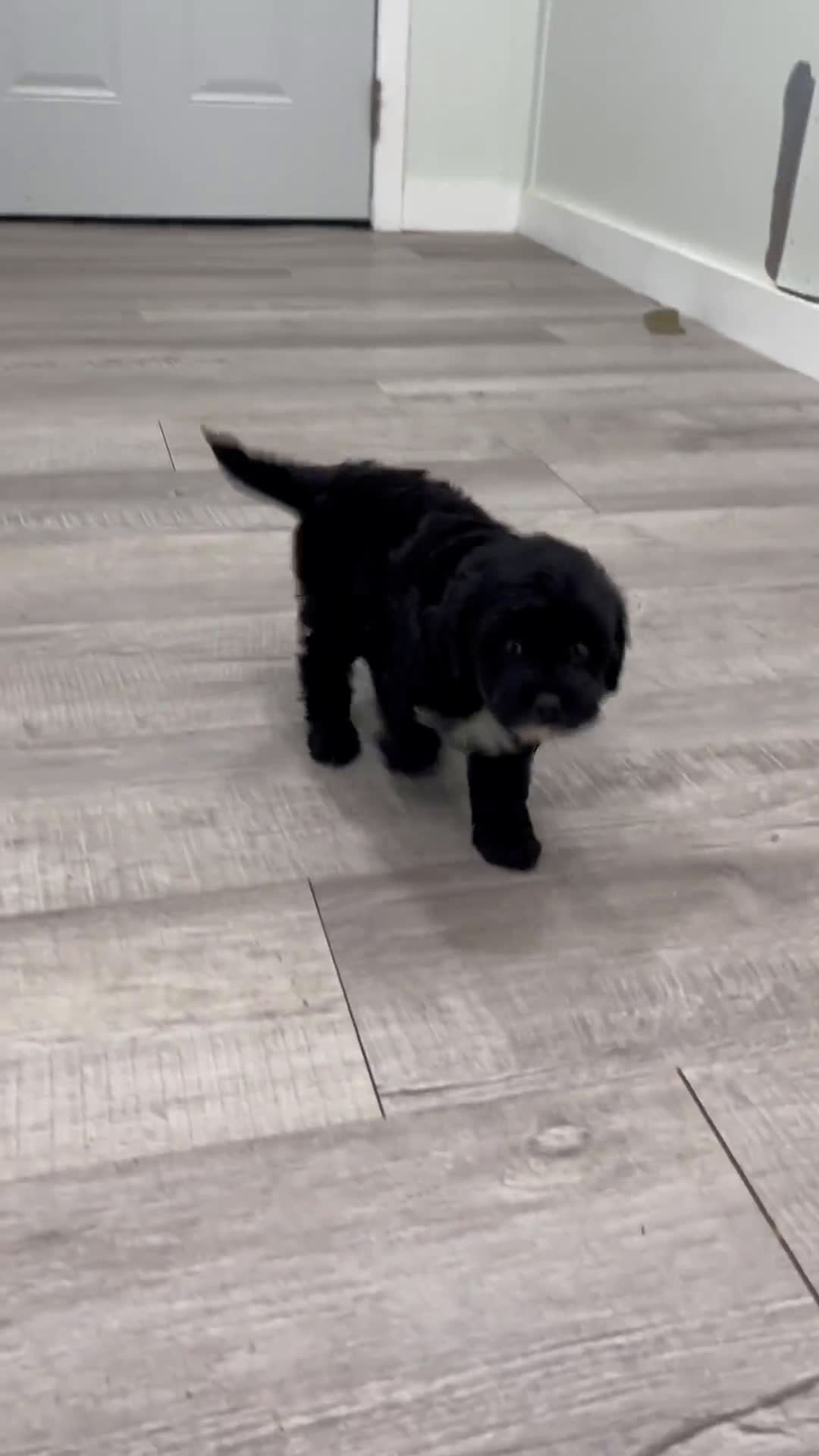  dogs for sale: Mini Goldendoodle 5 puppies - Video 2