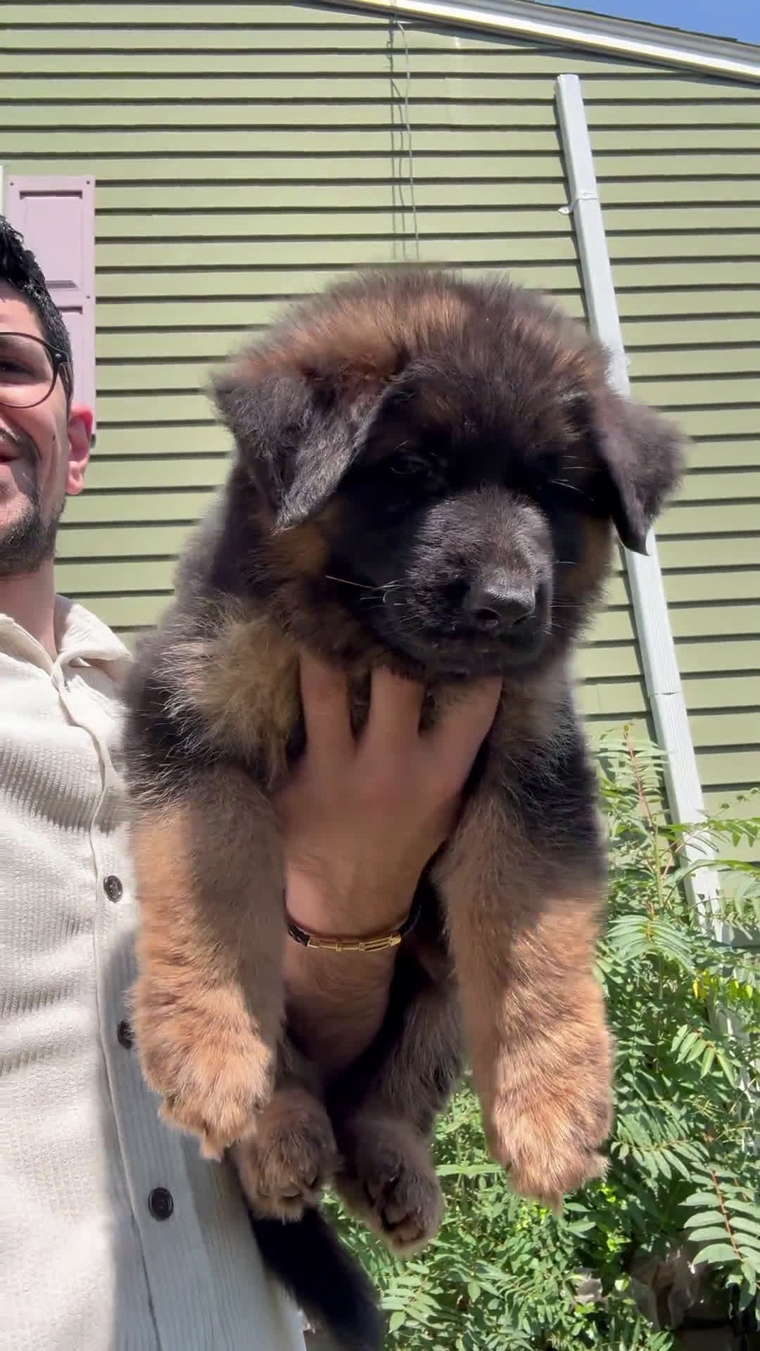 German Shepherd dogs for sale: German Shepherd 1 puppies - Video 2