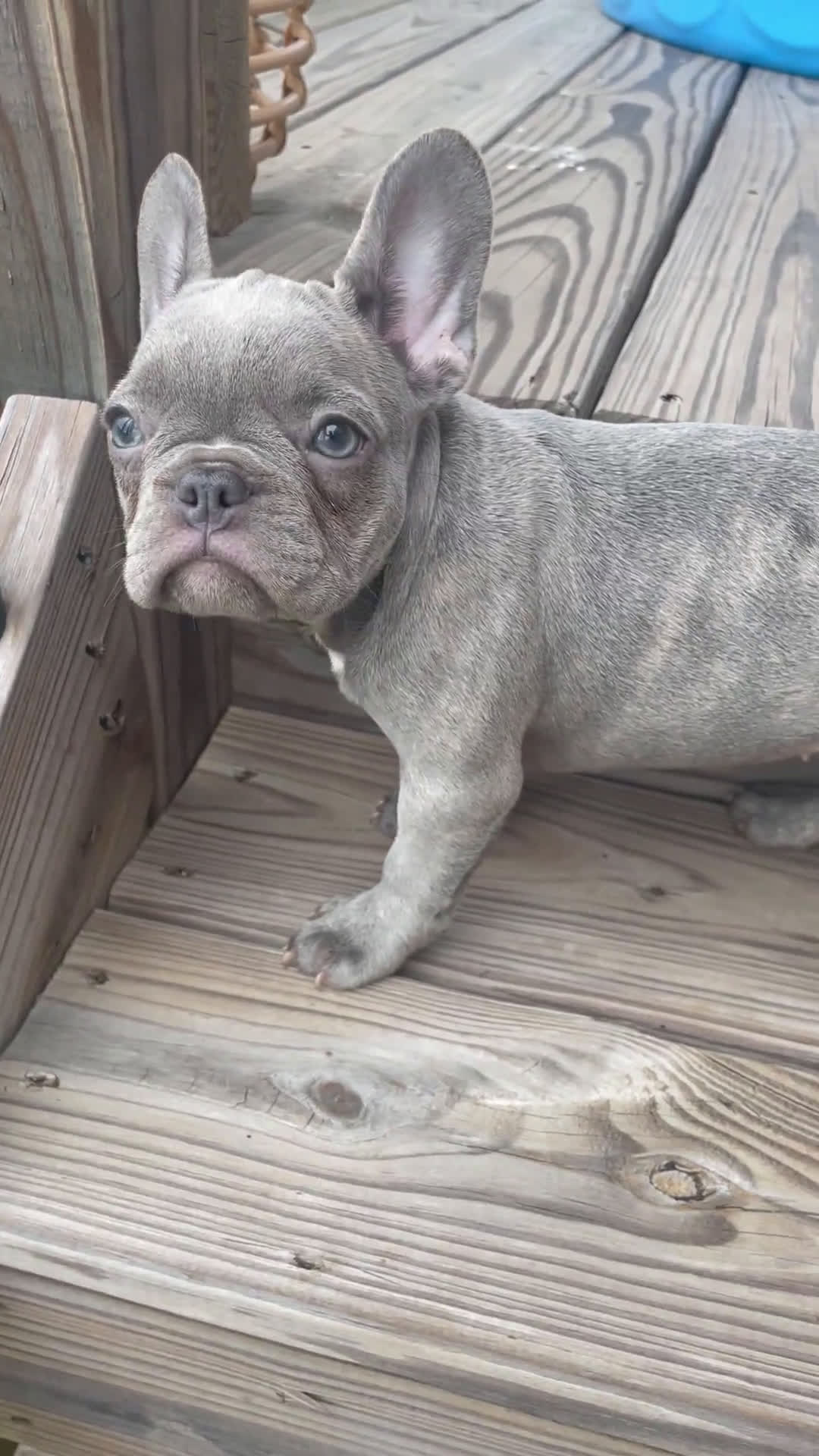 French Bulldog dogs for sale: French Bulldog 4 puppies - Video 1