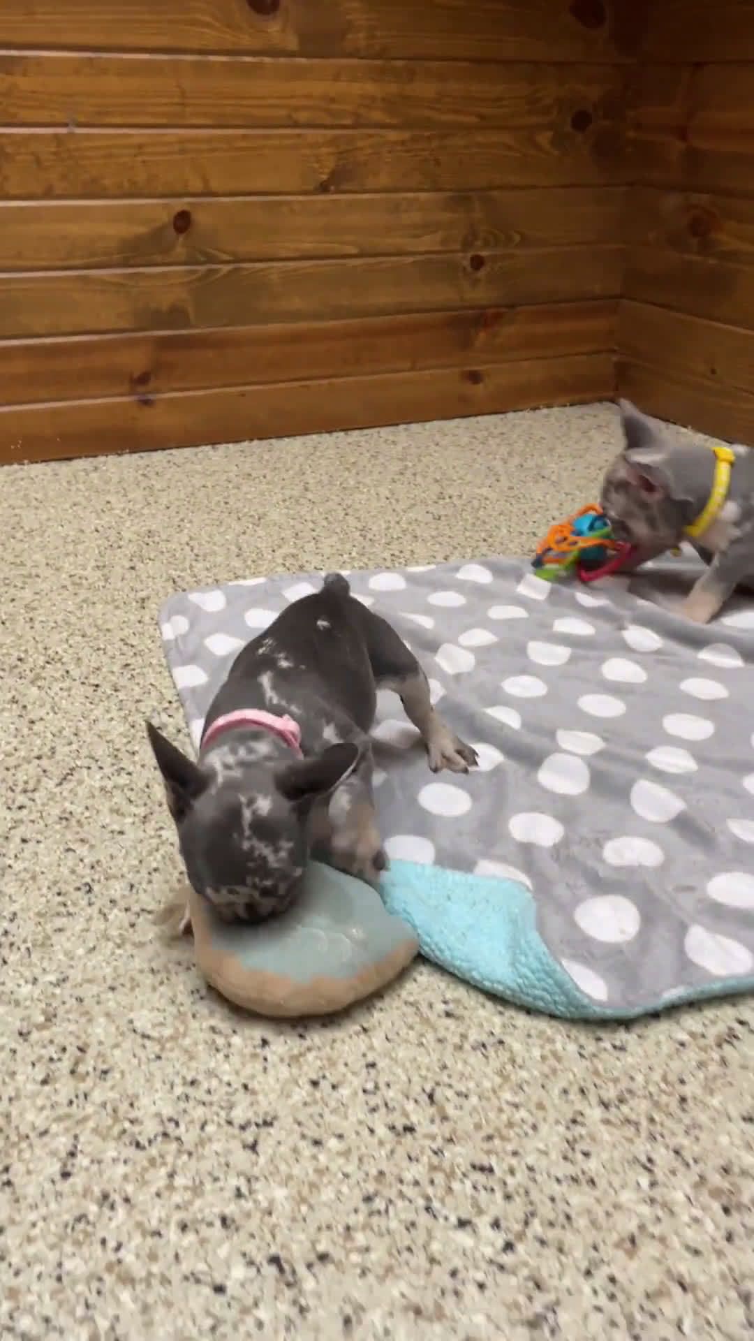 French Bulldog dogs for sale: French Bulldog 2 puppies - Video 2
