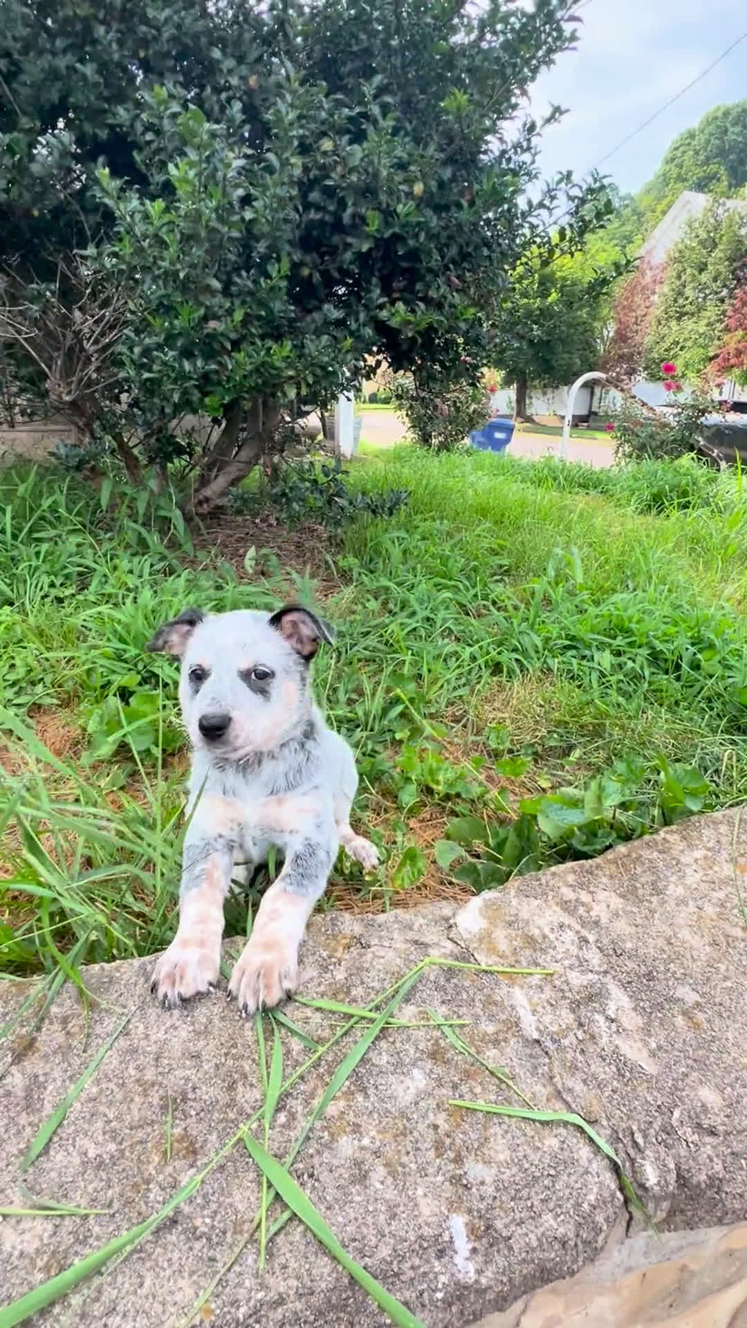Australian Cattle Dog dogs for sale: Australian Cattle Dog 5 puppies - Video 1