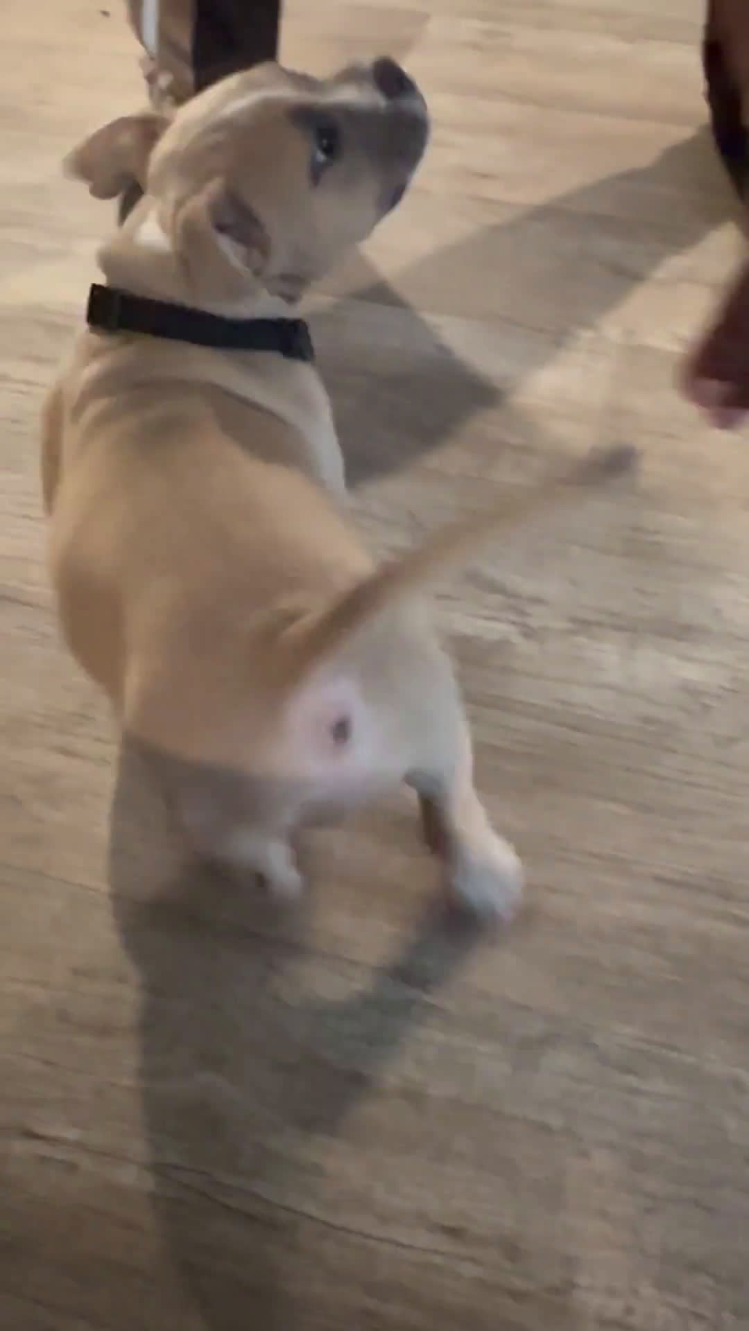 American Bully dogs for sale: American Bully 1 puppies - Video 1
