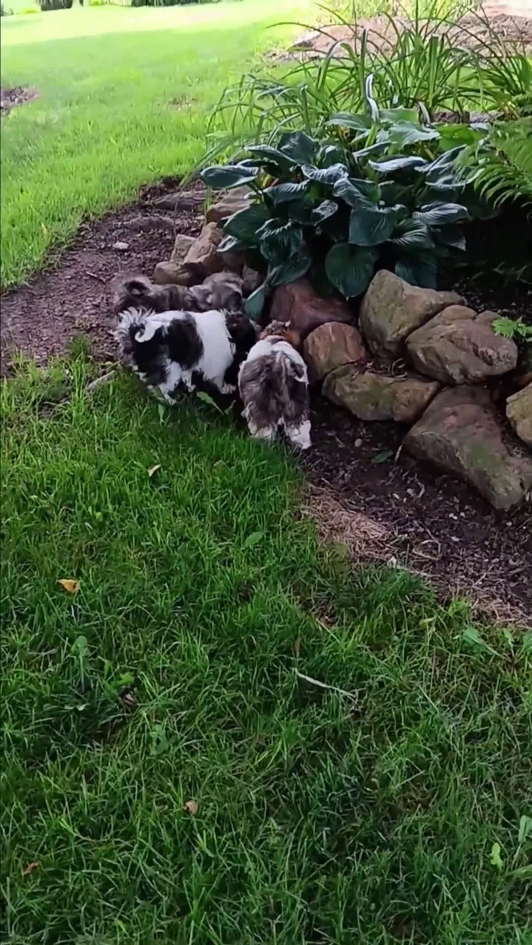 Shih Tzu dogs for sale: Shih Tzu 5 puppies - Video 3
