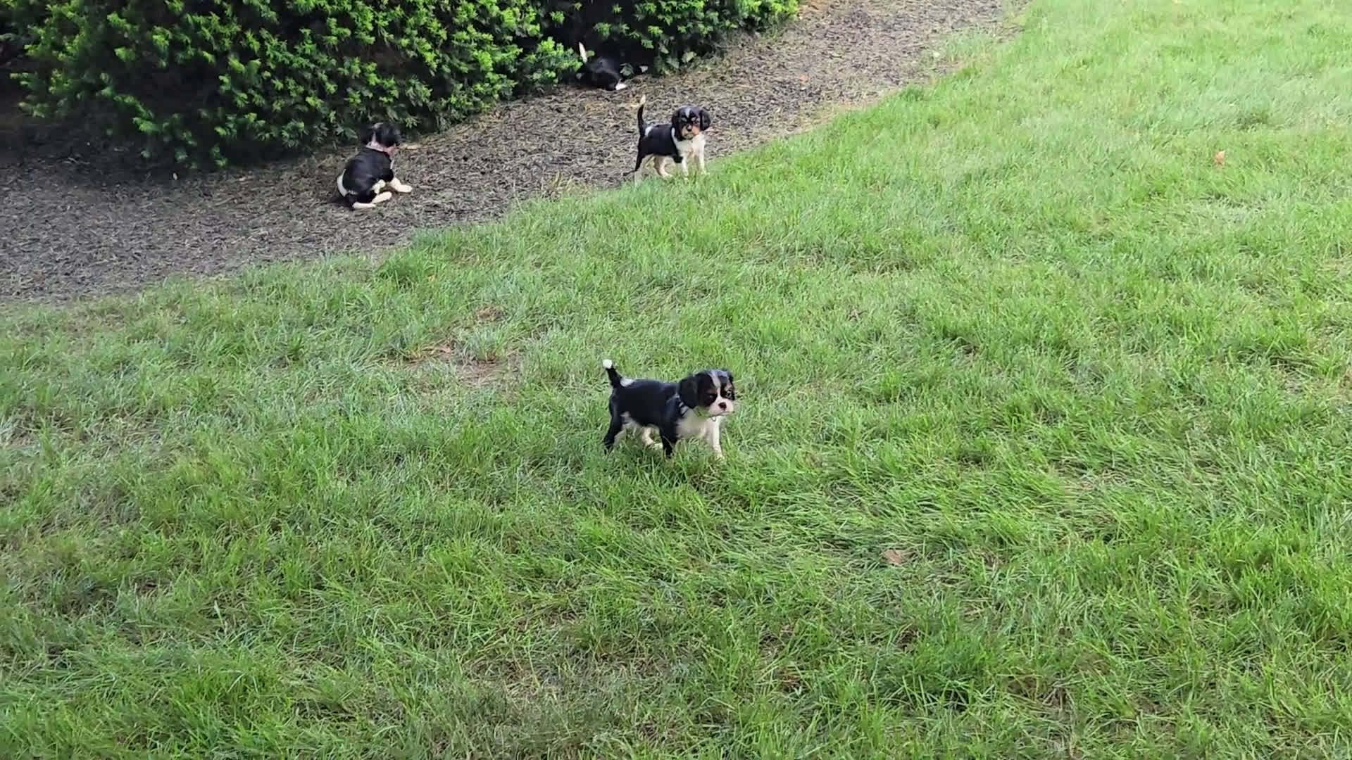 Cavalier King Charles Spaniel dogs for sale: Cavalier King Charles Spaniel 6 puppies - Video 1