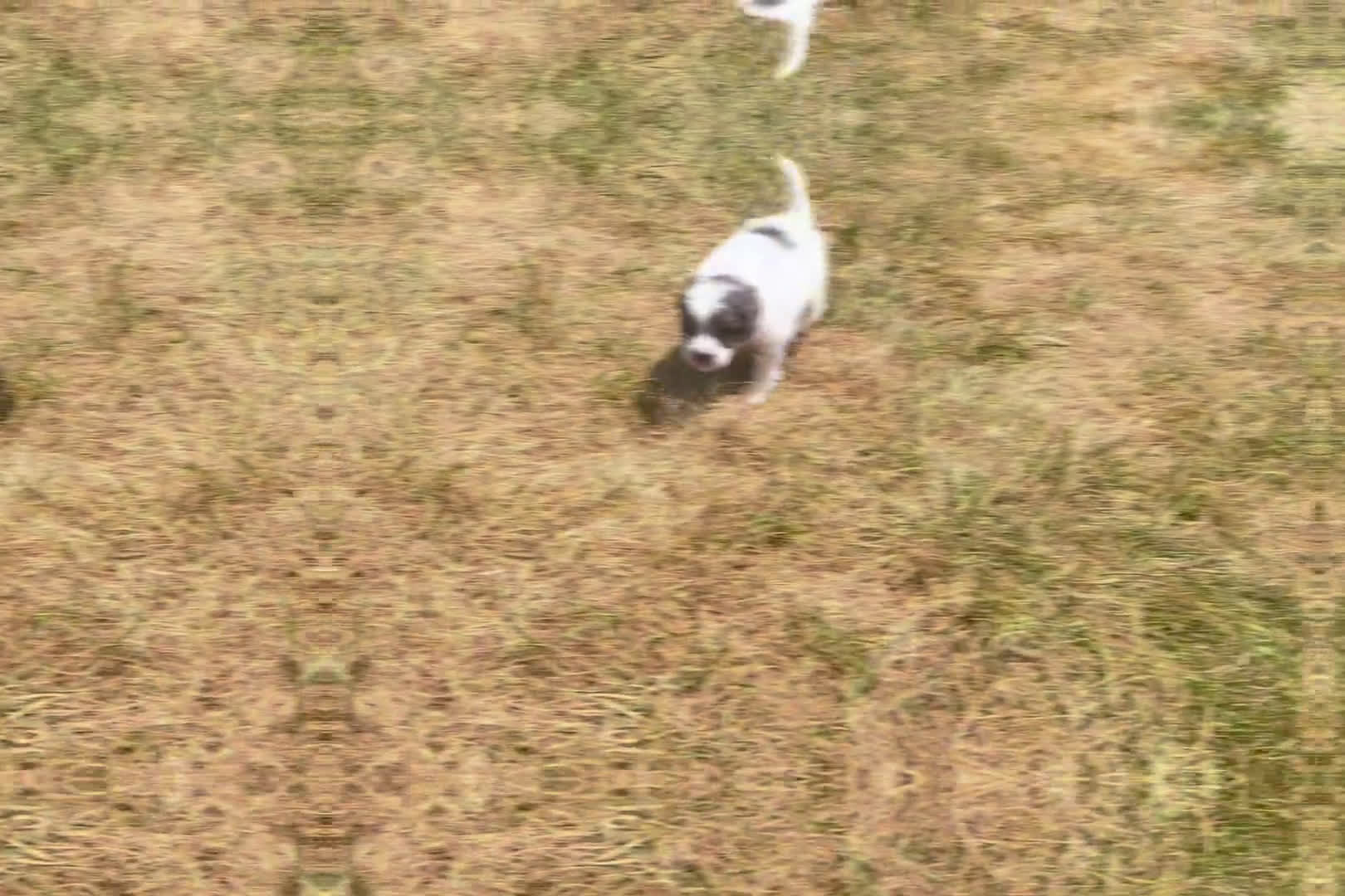  dogs for sale: Mini Goldendoodle 5 puppies - Video 2