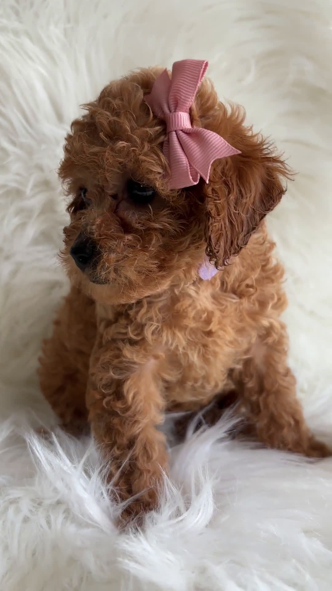 Cavapoo dogs for sale: Cavapoo 6 puppies - Video 1