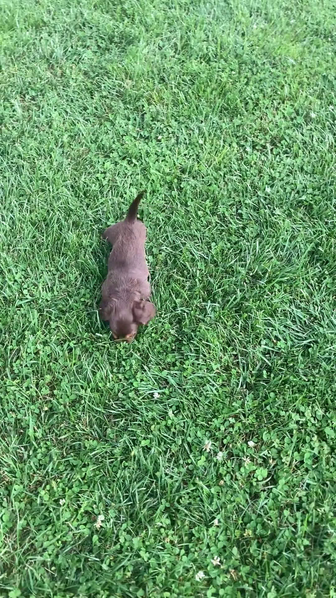 Dachshund dogs for sale: Dachshund 3 puppies - Video 2