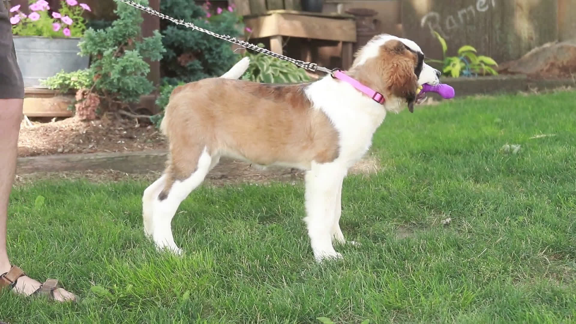 Saint Bernard dogs for sale: Saint Bernard 2 puppies - Video 1