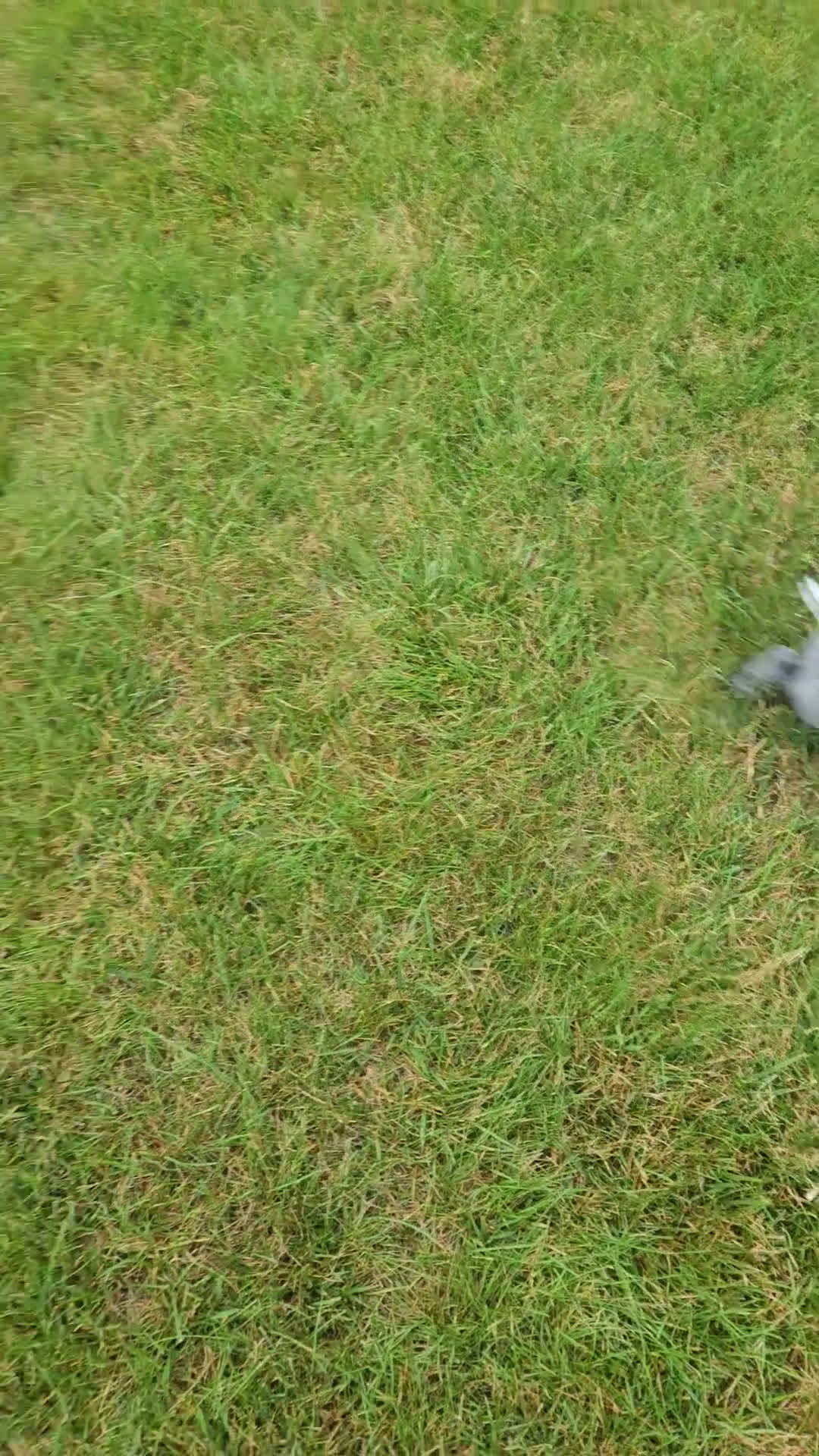 German Shorthaired Pointer dogs for sale: German Shorthaired Pointer 6 puppies - Video 5