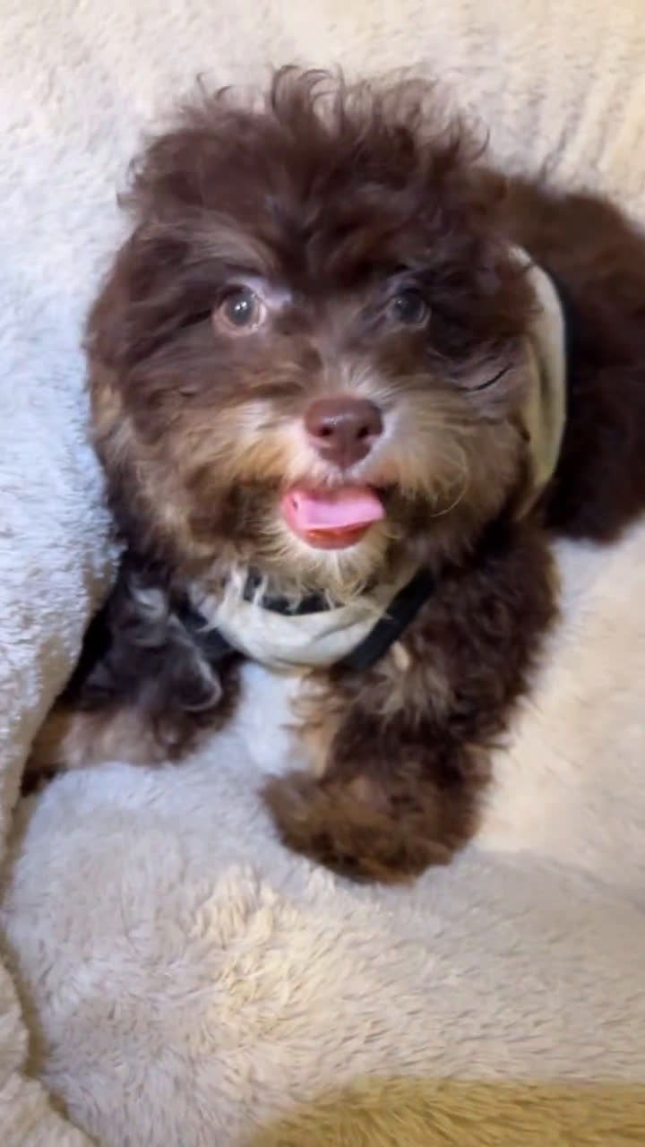 Shihpoo dogs for sale: Shih-Poo 3 puppies - Video 1