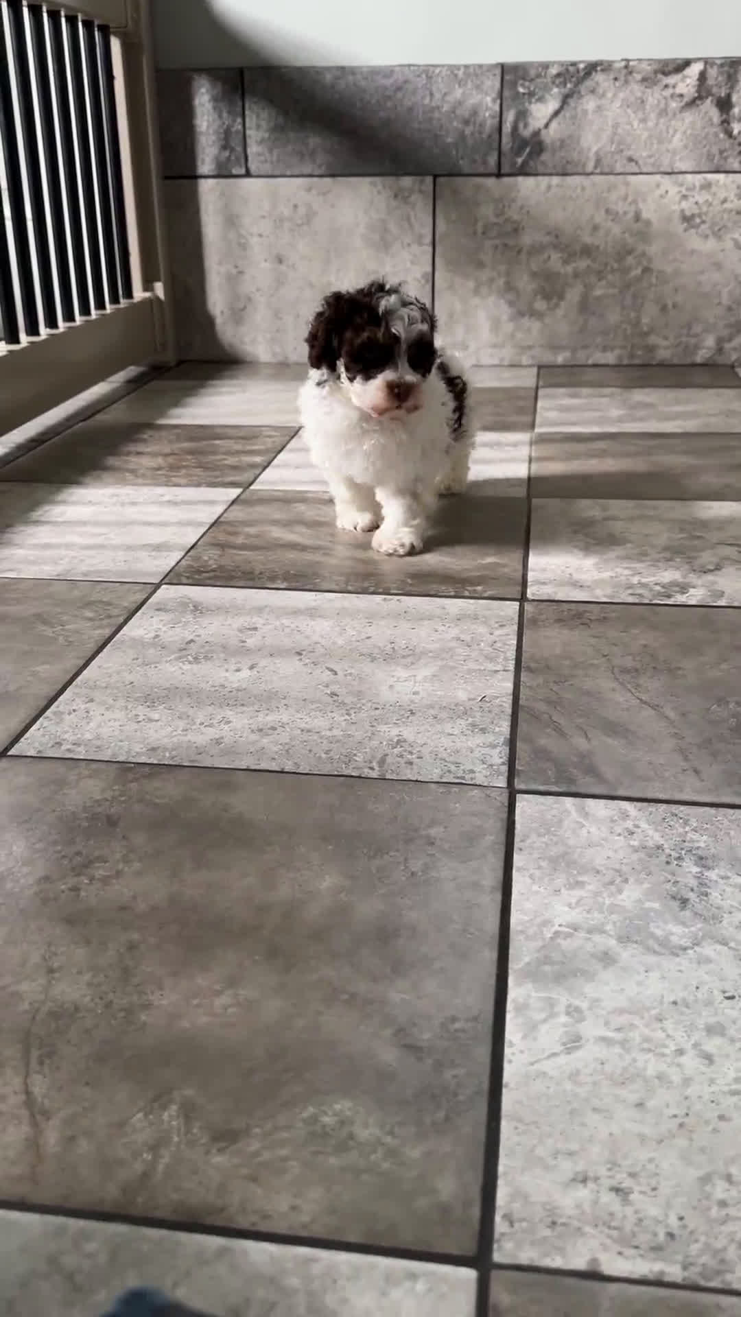Havapoo dogs for sale: Havapoo 5 puppies - Video 1