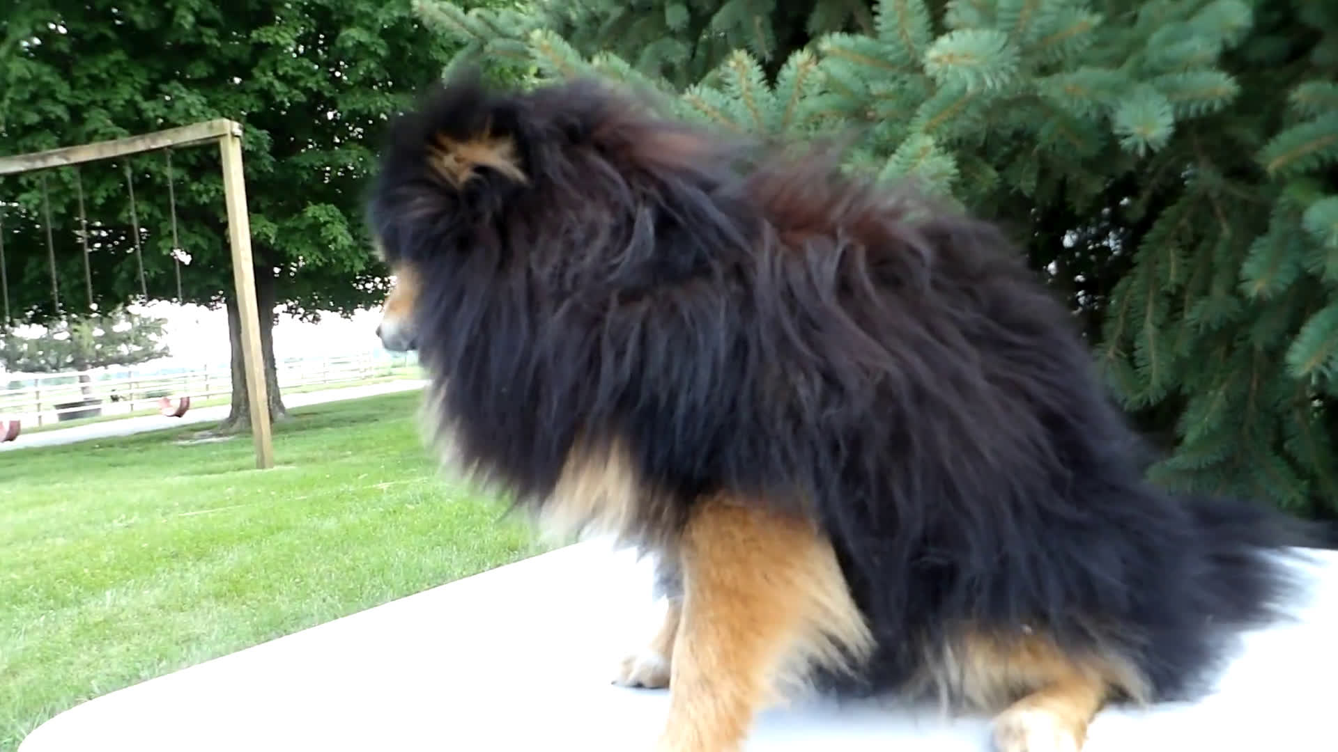 Pomeranian dogs for sale: Pomeranian 1 puppies - Video 1
