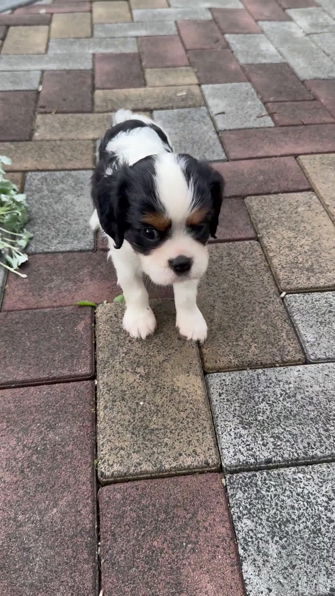 Cavalier King Charles Spaniel dogs for sale: Cavalier King Charles Spaniel 5 puppies - Video 1