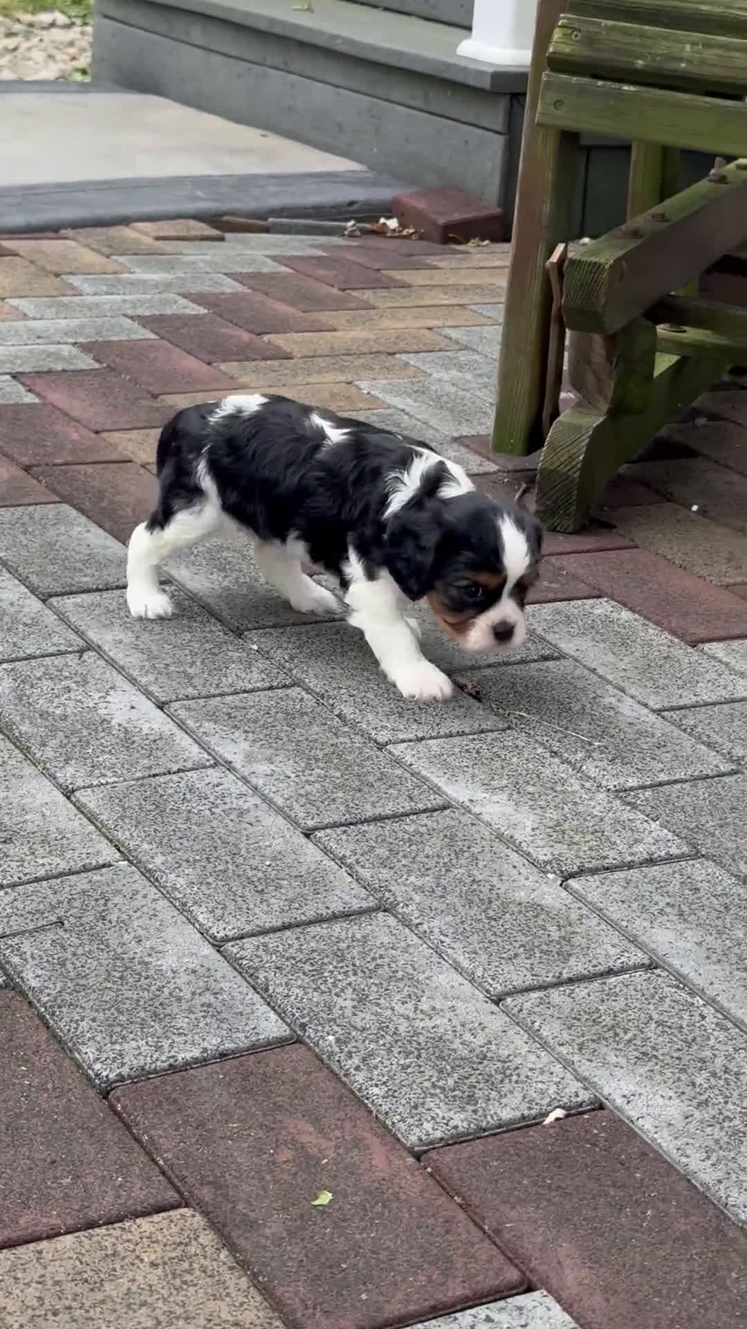 Cavalier King Charles Spaniel dogs for sale: Cavalier King Charles Spaniel 5 puppies - Video 4