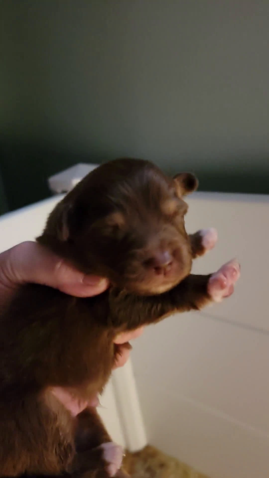 Australian Shepherd dogs for sale: Australian Shepherd 8 puppies - Video 4