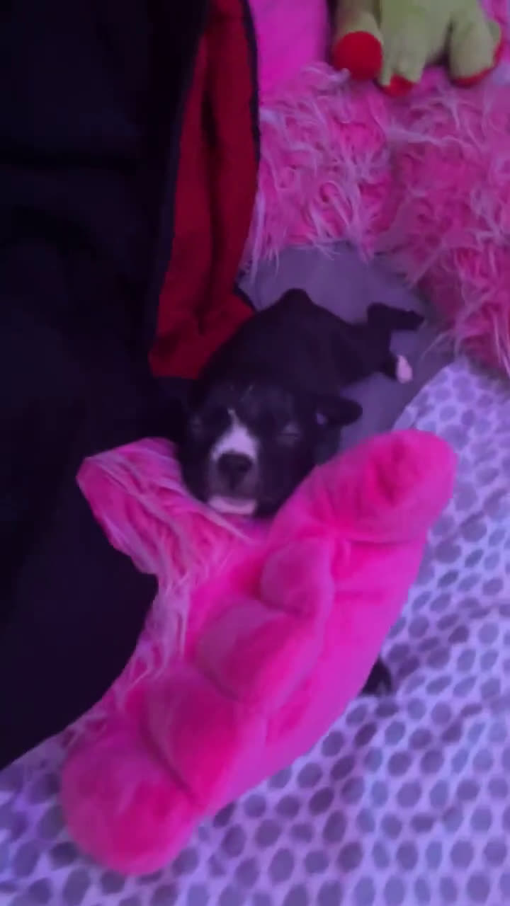 American Bully dogs for sale: American Bully 2 puppies - Video 2