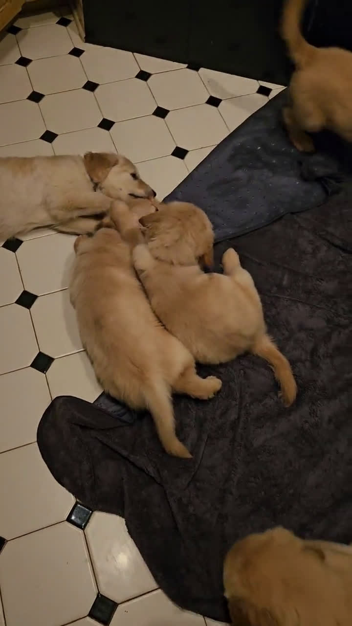 Golden Retriever dogs for sale: Golden Retriever 1 puppies - Video 1