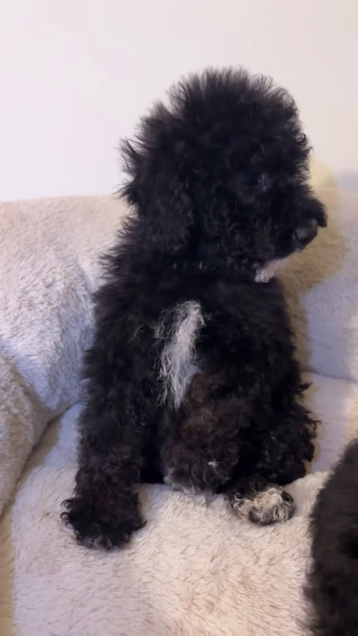 Yorkiepoo dogs for sale: Yorkiepoo 2 puppies - Video 1