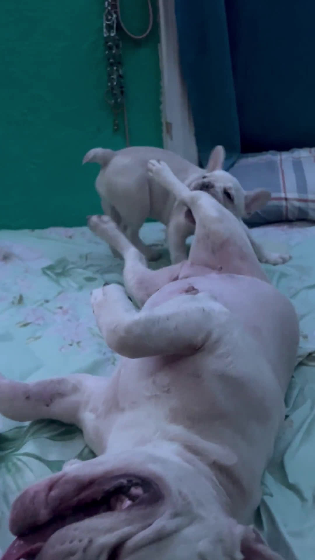 French Bulldog dogs for sale: French Bulldog 1 puppies - Video 3