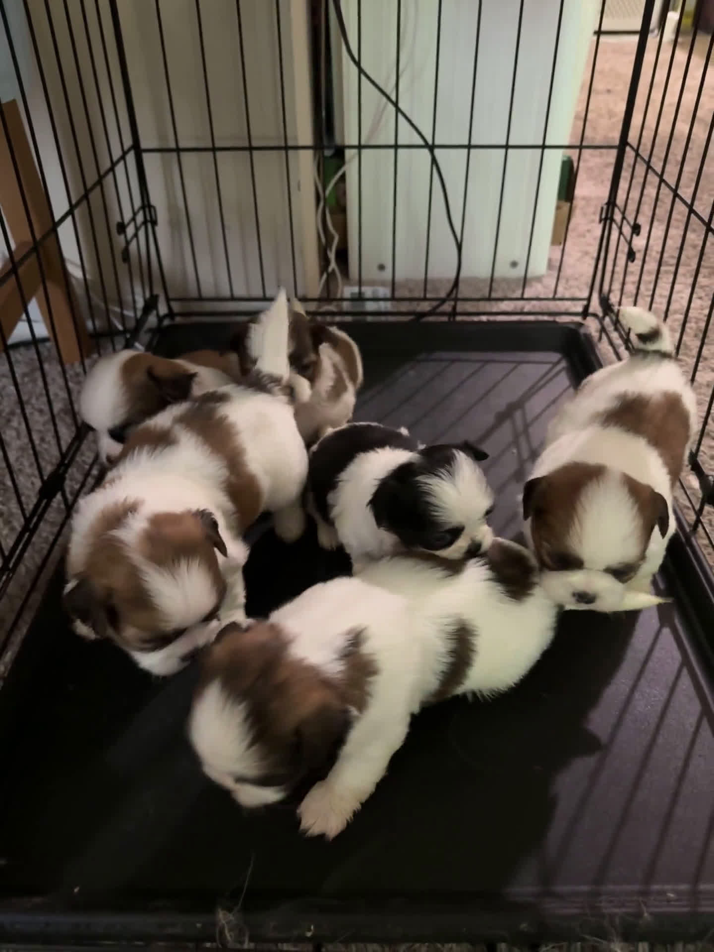 Shih Tzu dogs for sale: Shih Tzu 4 puppies - Video 1