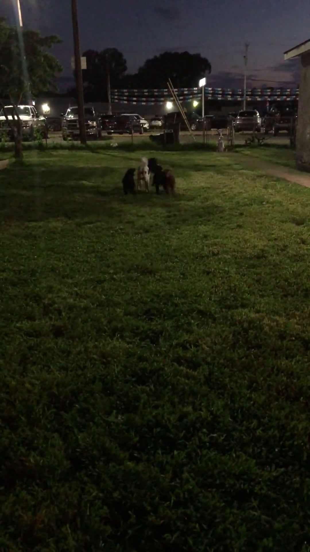 Standard Poodle dogs for sale: Standard Poodle 8 puppies - Video 1