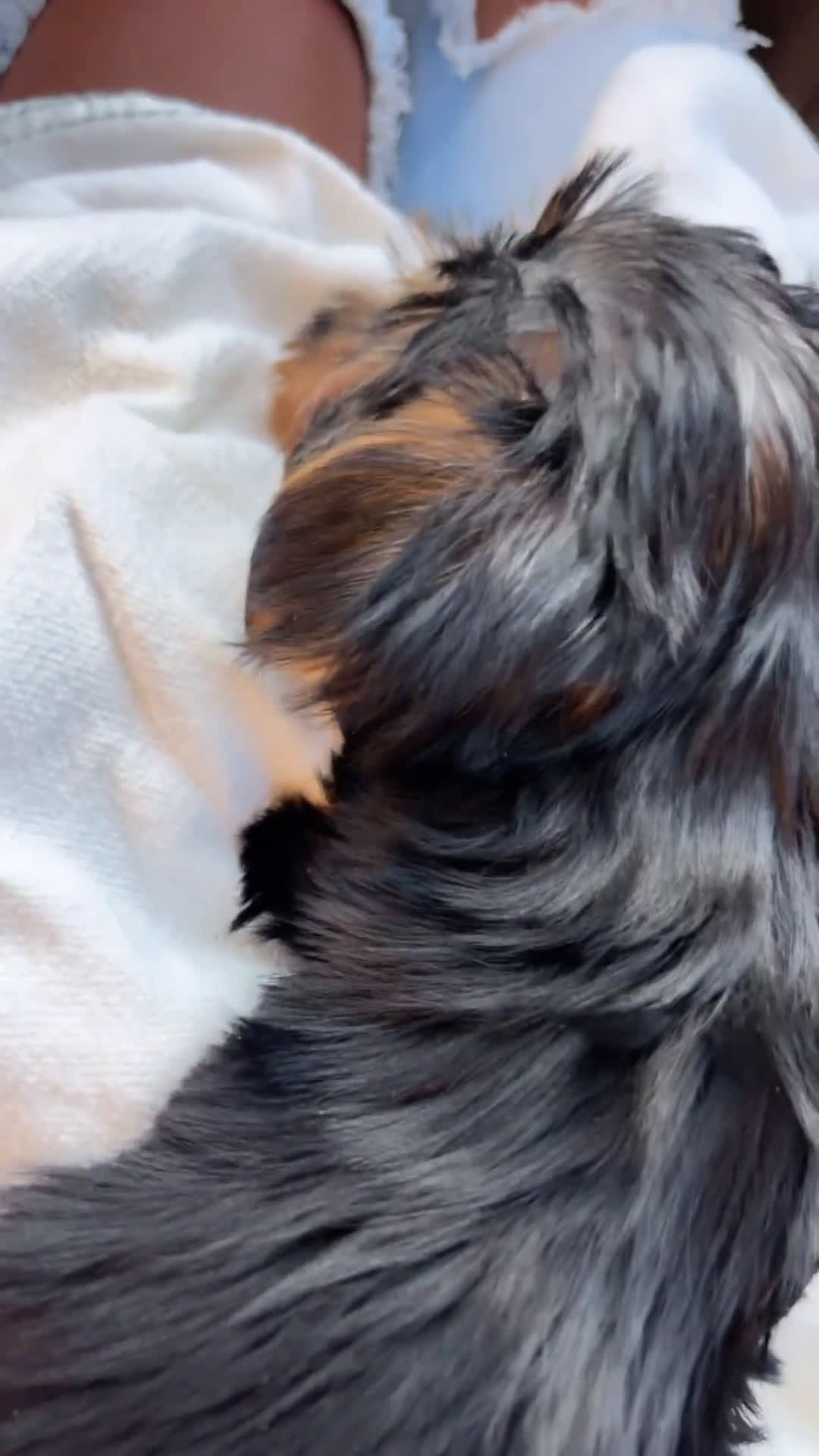 Yorkshire Terrier dogs for sale: Yorkshire Terrier 1 puppies - Video 3