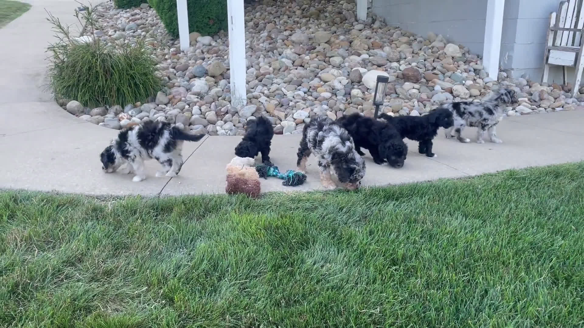  dogs for sale: Mini Goldendoodle 3 puppies - Video 2
