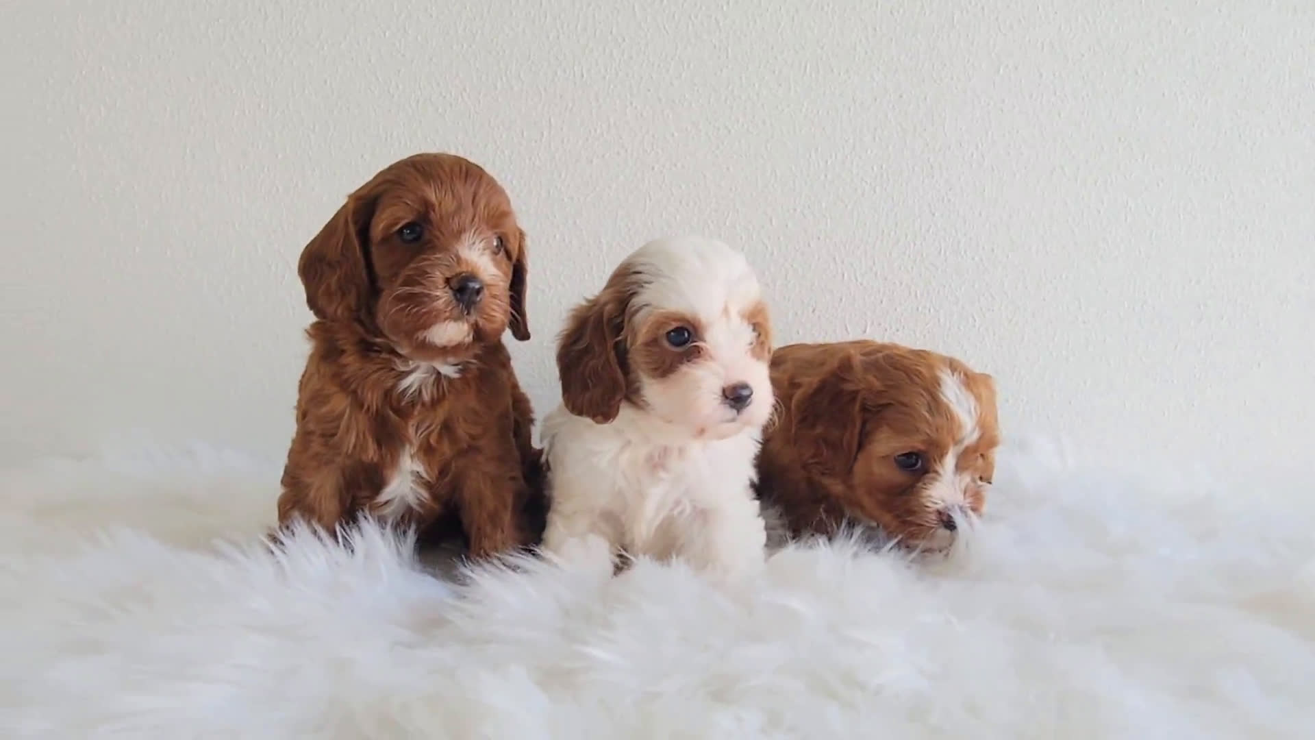 Cavapoo dogs for sale: Cavapoo 3 puppies - Video 1