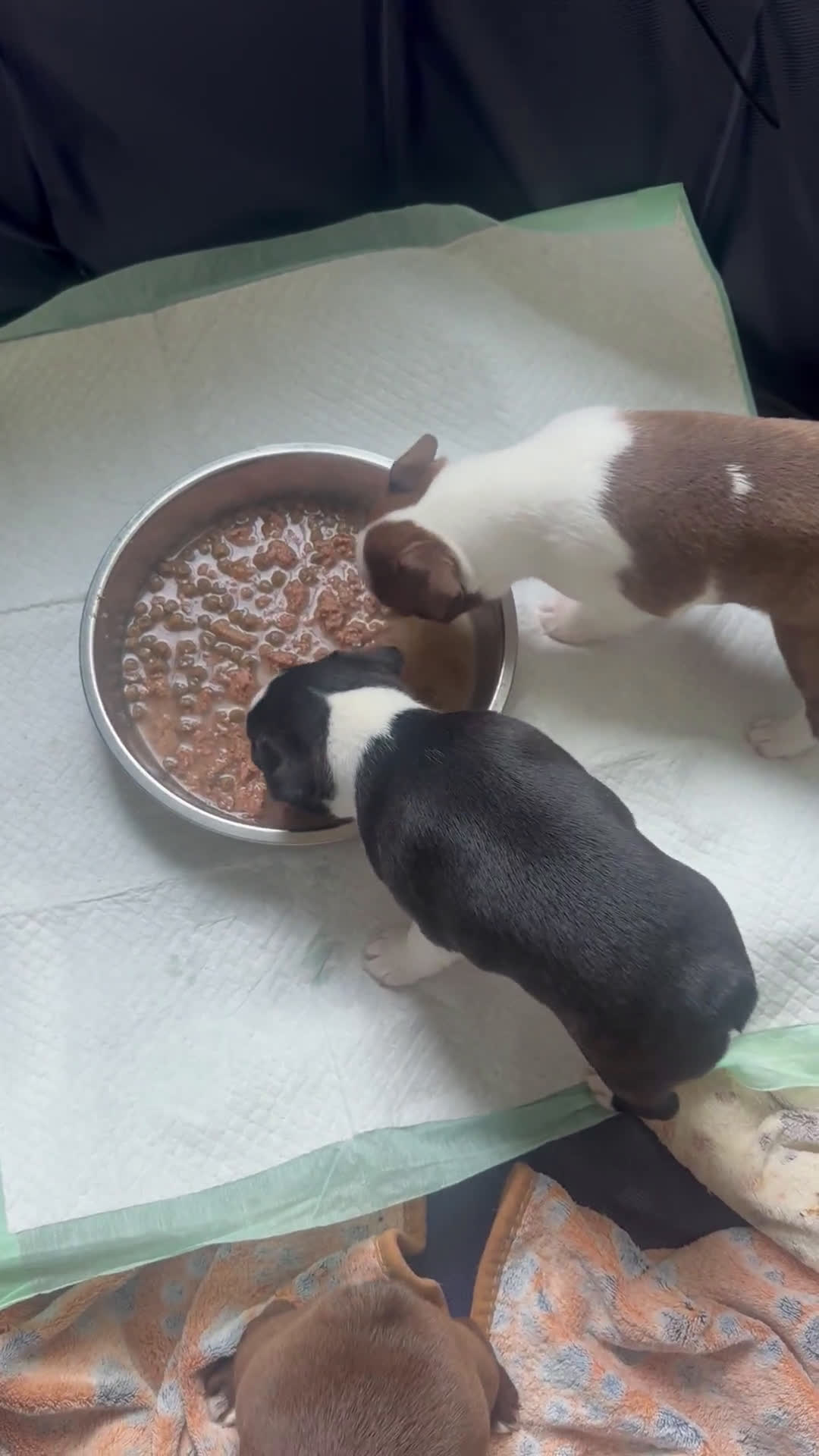 Boston Terrier dogs for sale: Boston Terrier 3 puppies - Video 1